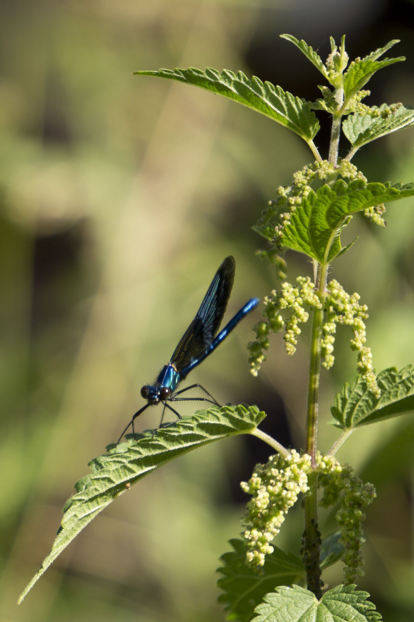 Sony a5100 sample photo. Dragonfly, blue, dragonfly on photography