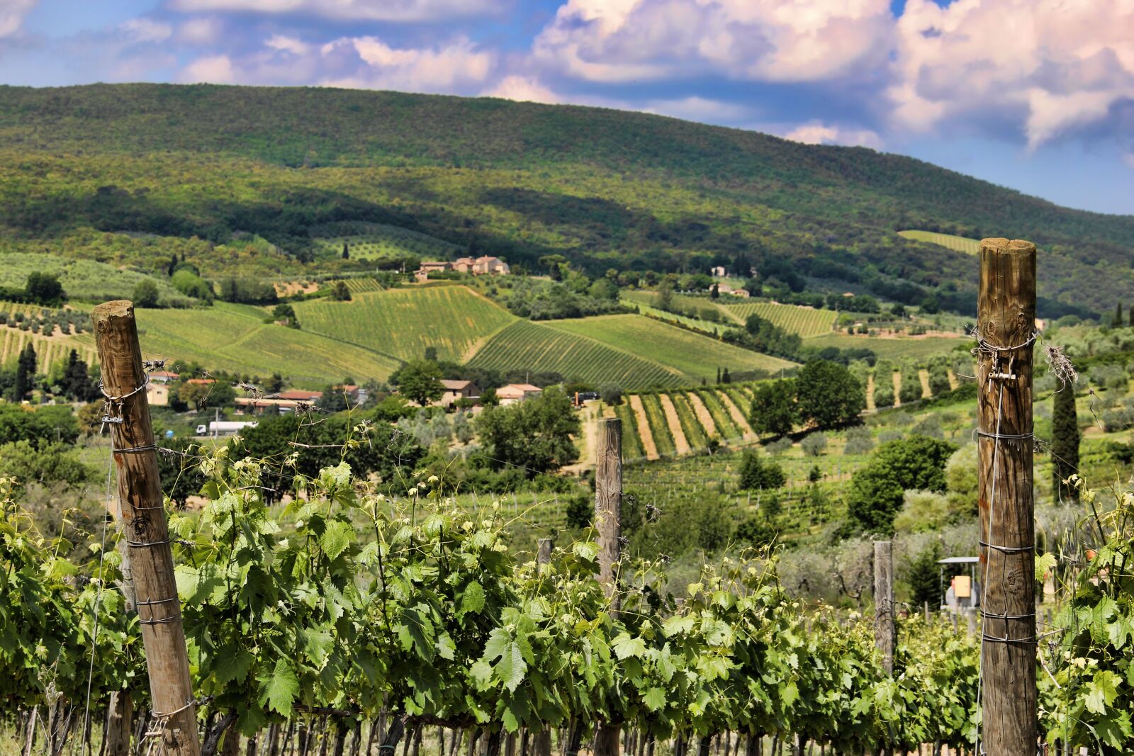 Canon EF-S 18-135mm F3.5-5.6 IS sample photo. Tuscany, vineyard, landscape photography