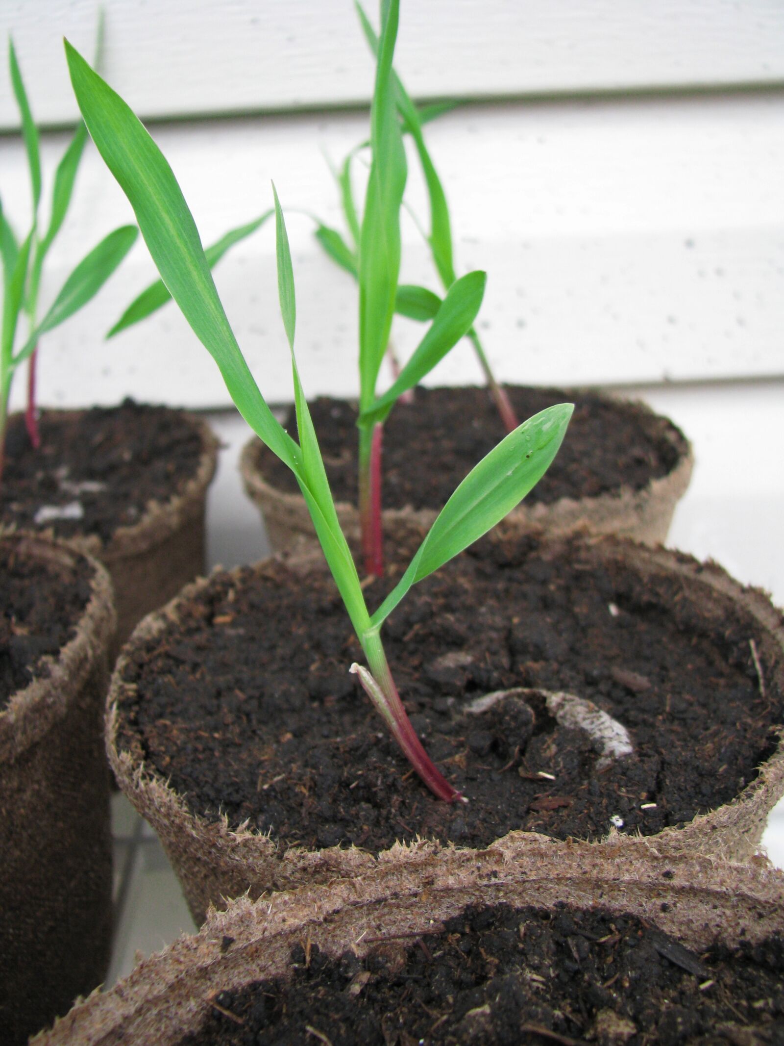 Canon POWERSHOT S5 IS sample photo. Seedlings, plant, growth photography