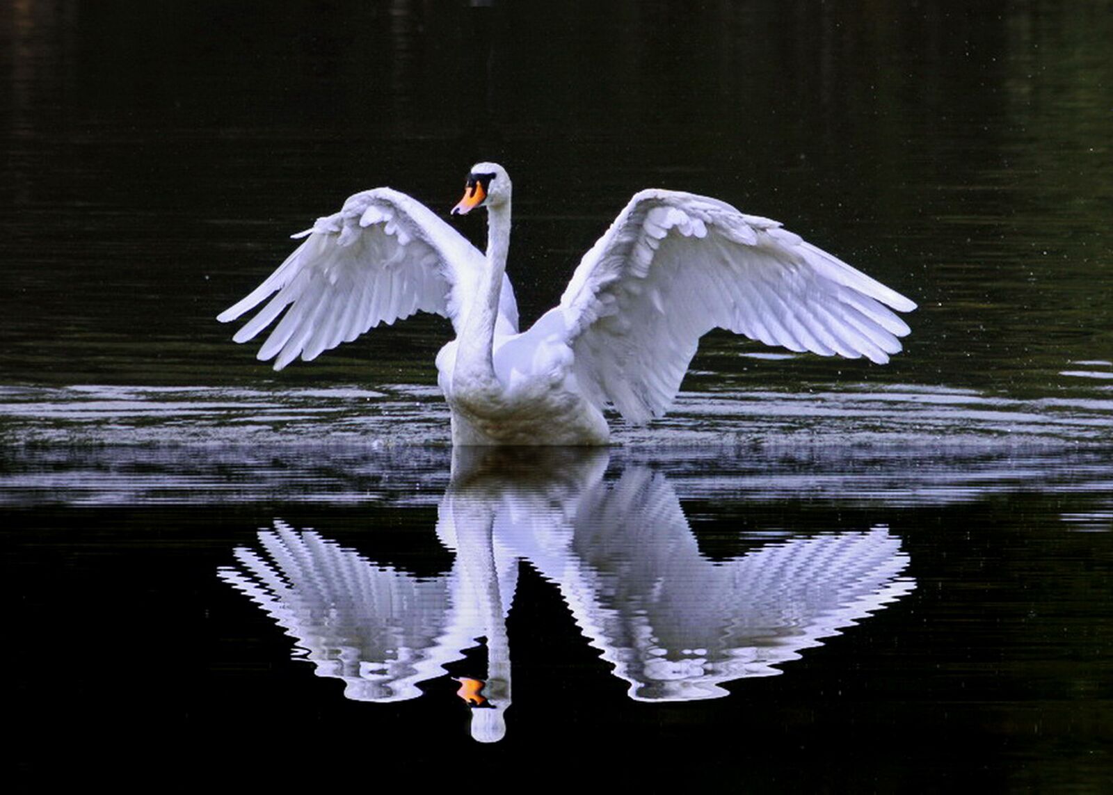 Canon EOS 450D (EOS Rebel XSi / EOS Kiss X2) sample photo. Swan cob, showing off photography