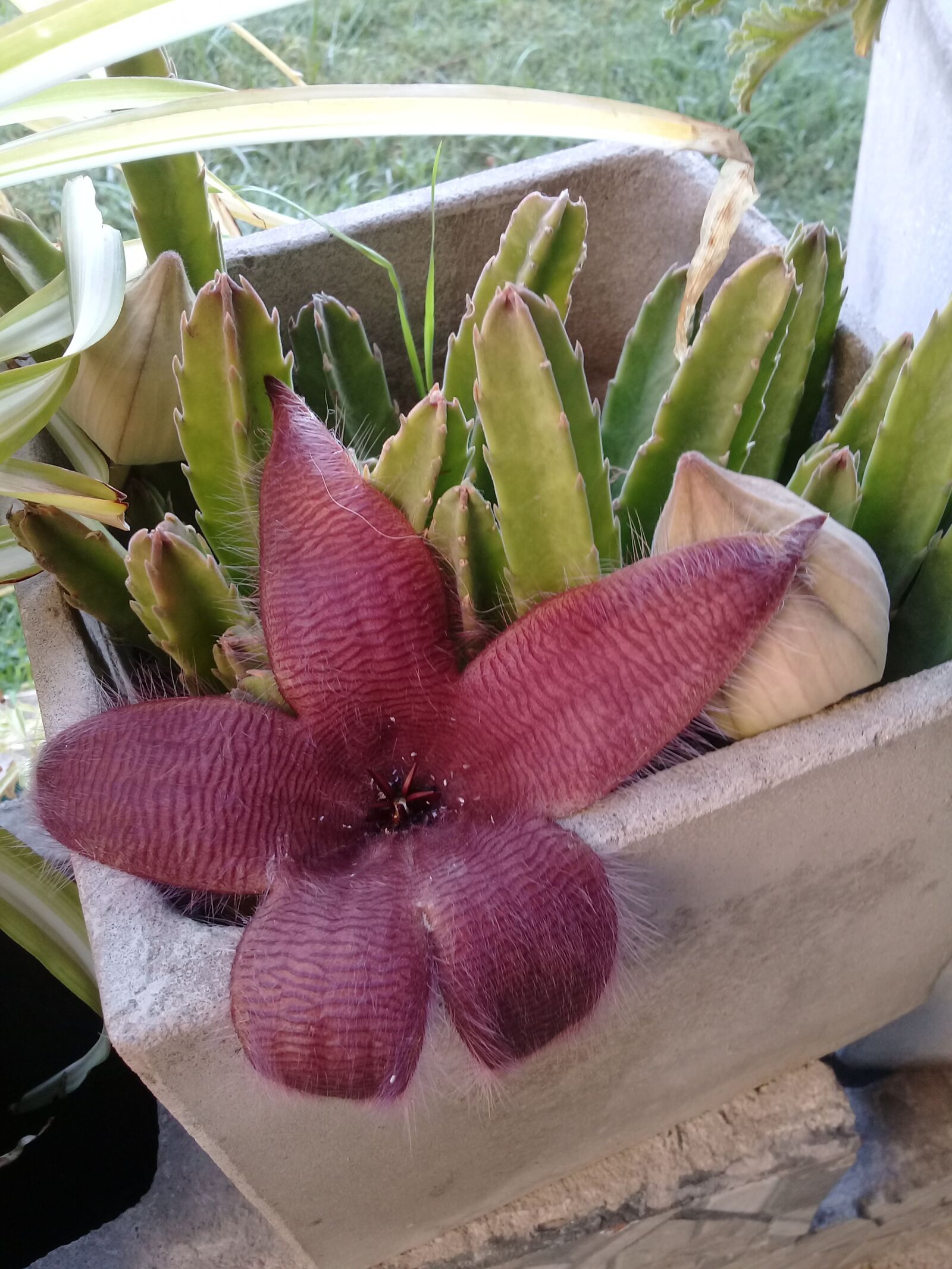 Samsung Galaxy J2 Prime sample photo. Plants, pots, cactus photography