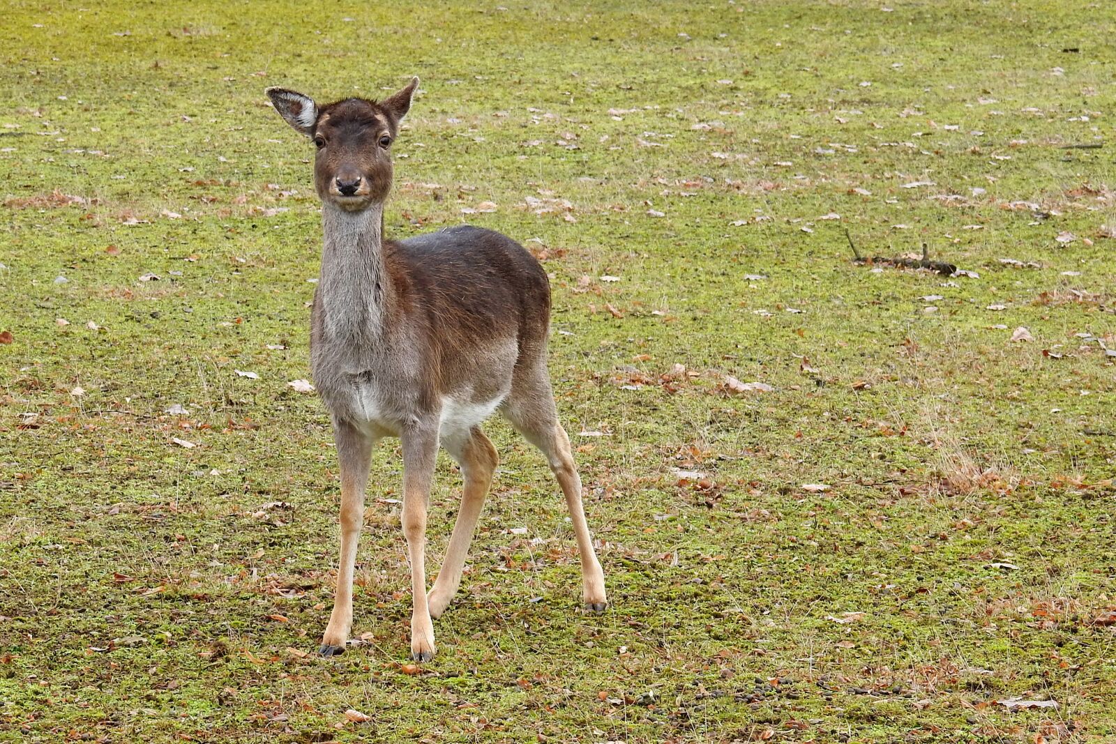 Nikon Coolpix P900 sample photo. Roe deer, forest, fallow photography