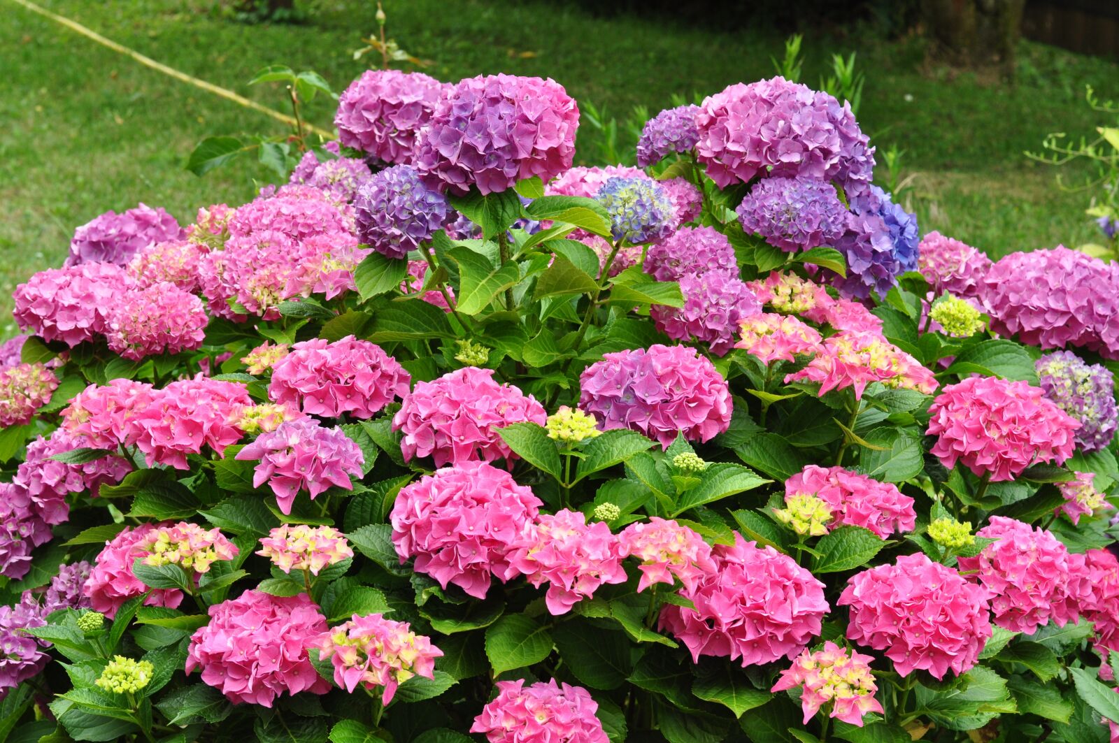 Nikon D5000 sample photo. Garden, flower, bloom photography