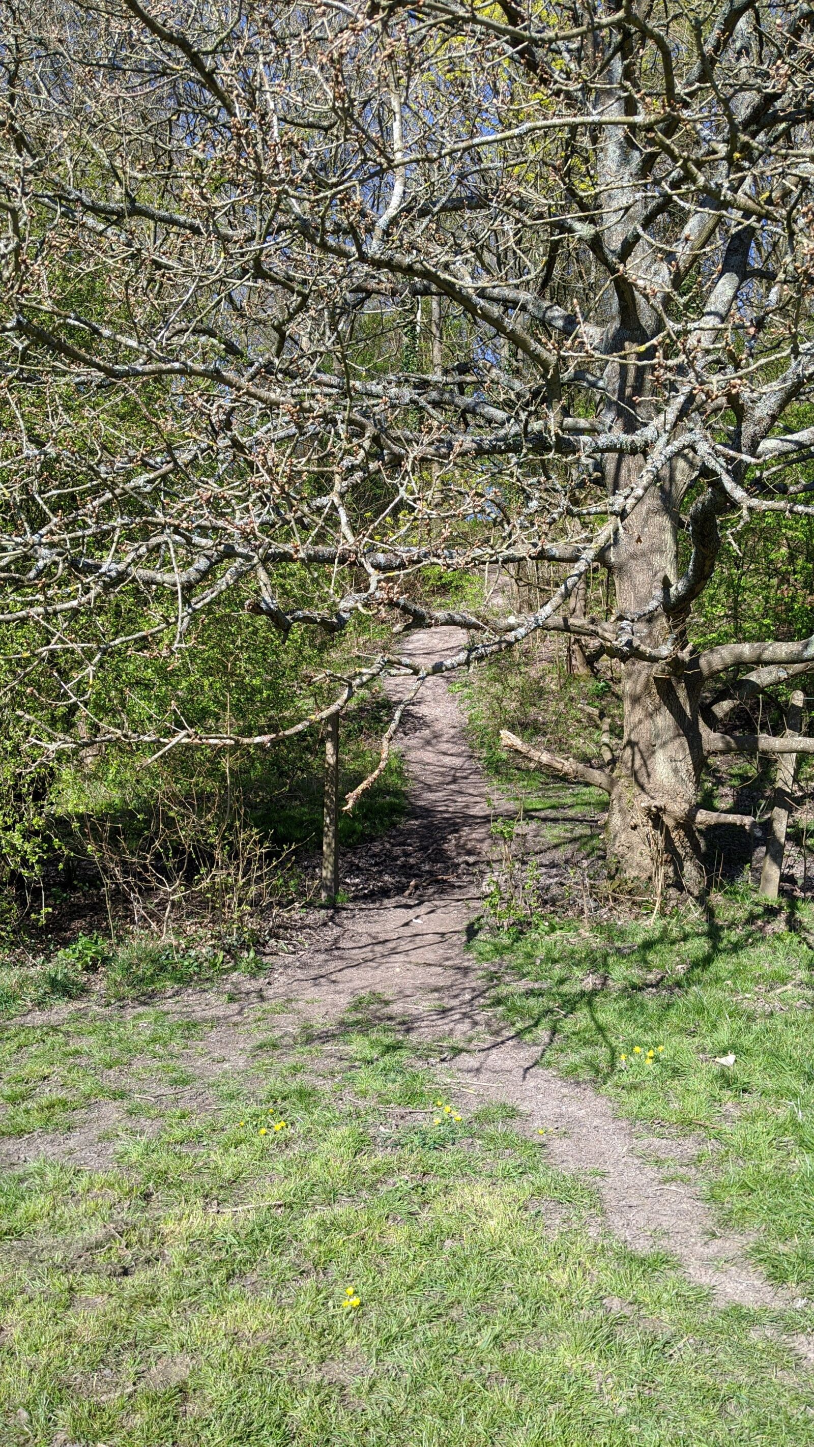 Google Pixel 3a sample photo. Woods, path, forest photography