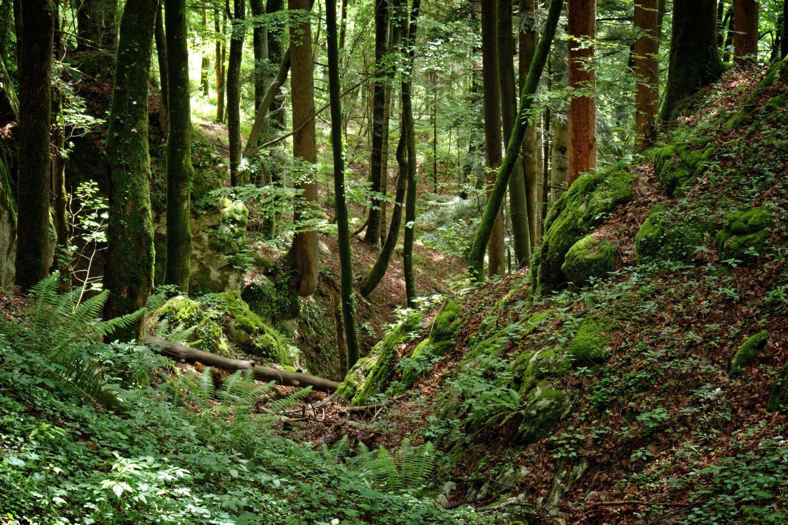 55.0-200.0mm f/4.0-f/5.6 sample photo. Forest, nature, quaint photography