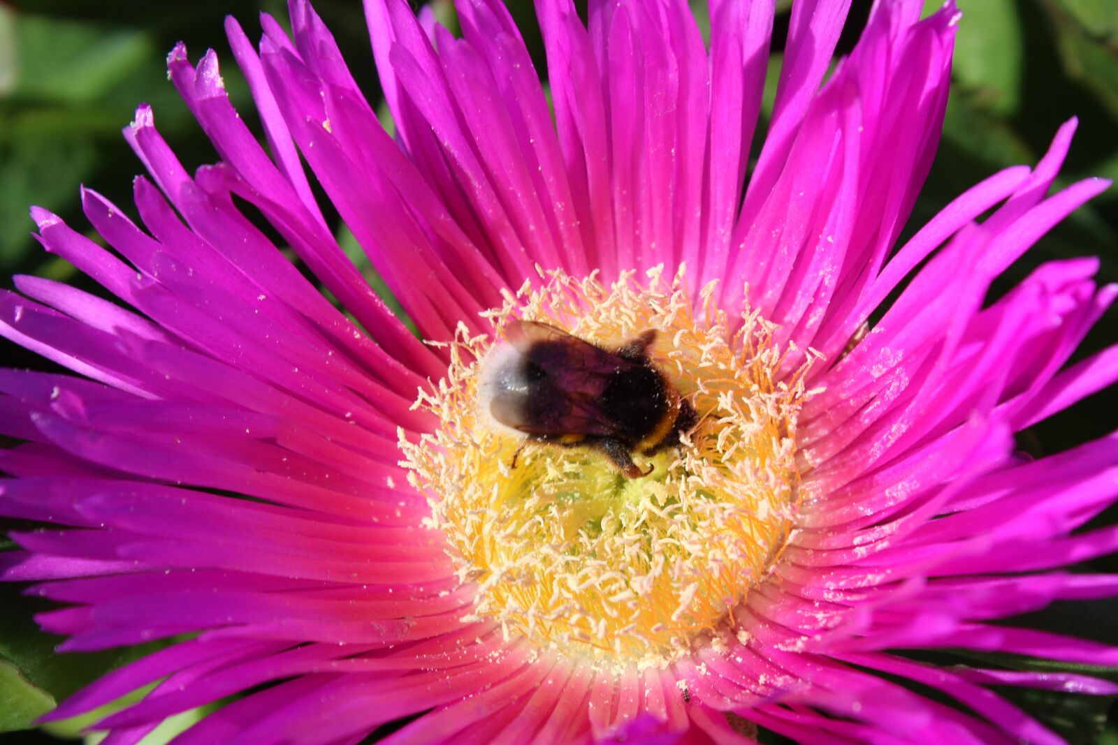 Canon EOS 1200D (EOS Rebel T5 / EOS Kiss X70 / EOS Hi) sample photo. Bee, honey, isolated photography