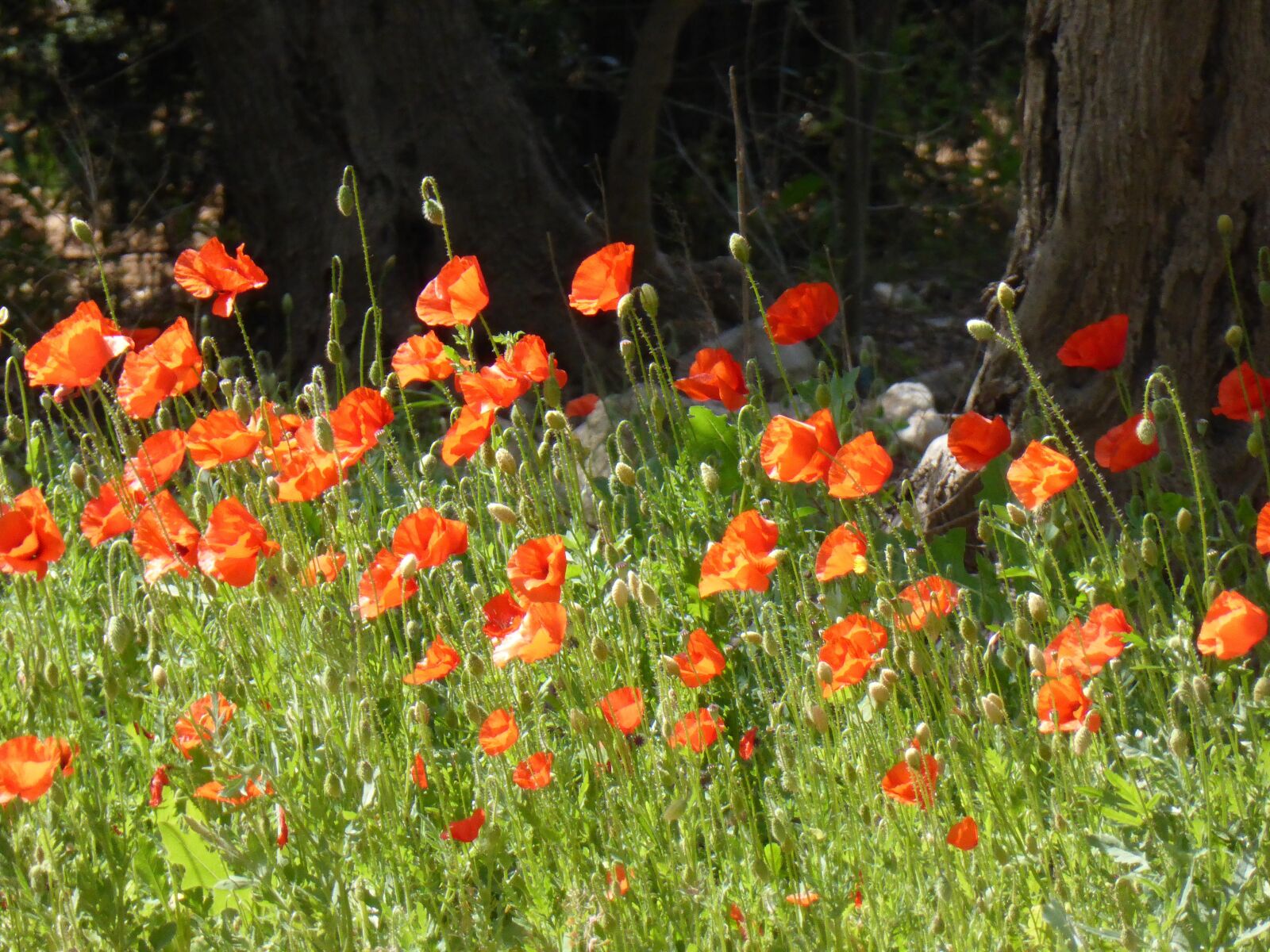 Panasonic DMC-TZ41 sample photo. Klatschmohn, poppy, poppy meadow photography