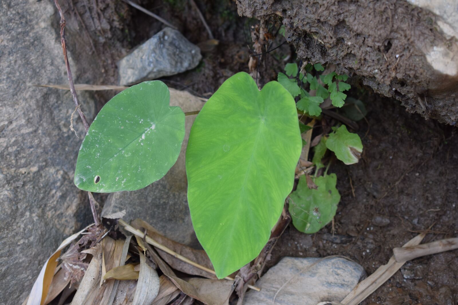 Nikon D5300 sample photo. Arbi leaves, arbi, organic photography