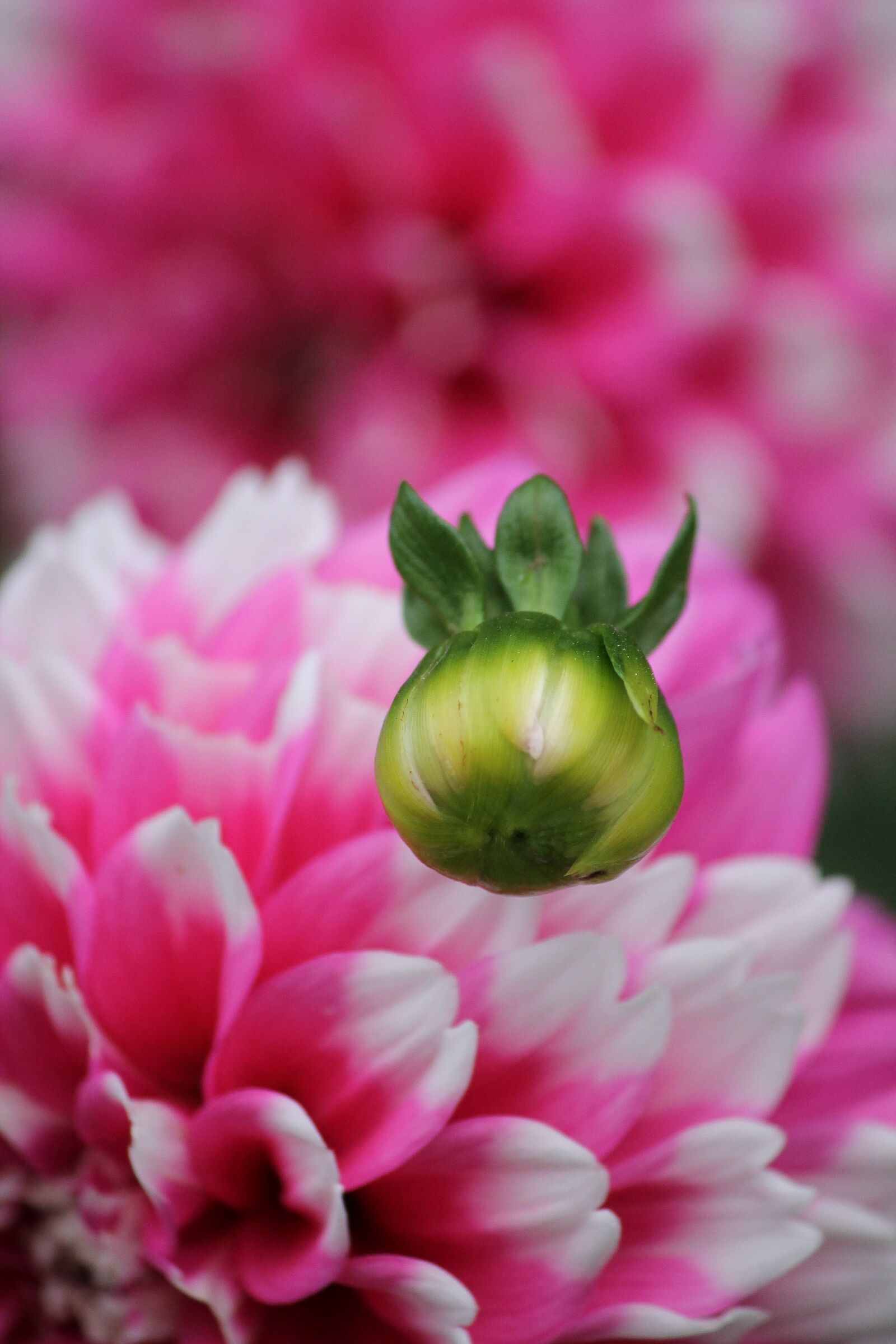 Canon EOS 1100D (EOS Rebel T3 / EOS Kiss X50) sample photo. Bud, flower, birth photography