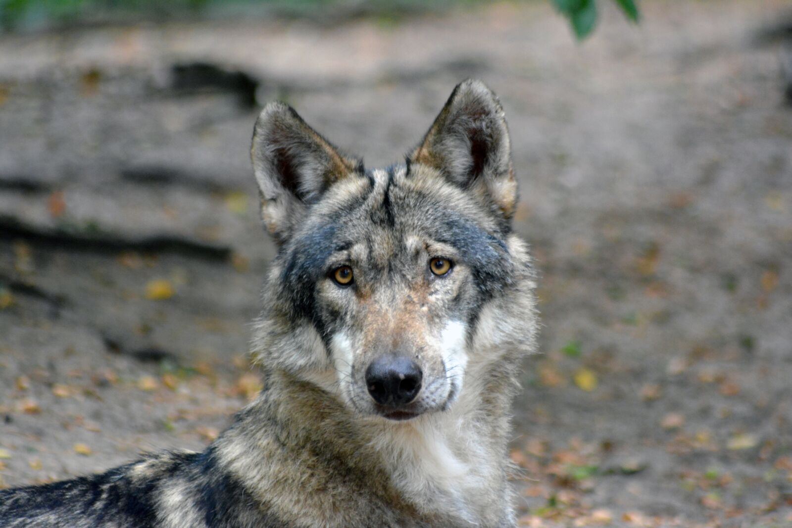 Nikon D5200 sample photo. Wolf, close up, forest photography