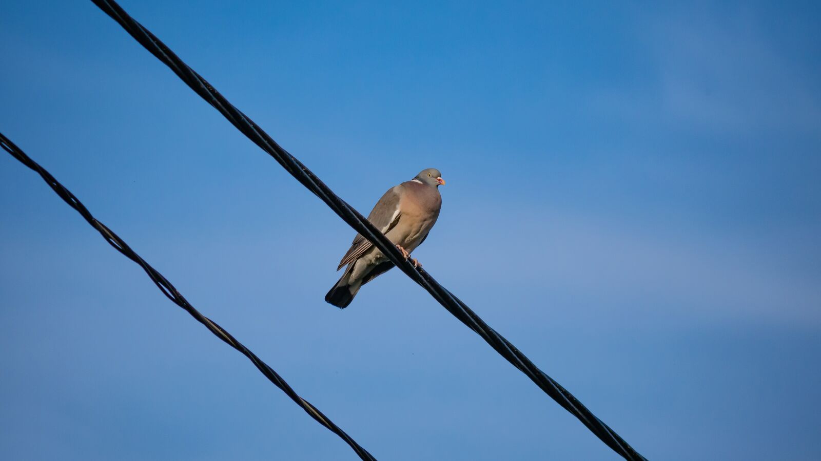 LUMIX G VARIO 100-300/F4.0-5.6II sample photo. Wood pigeon, bird, pigeon photography