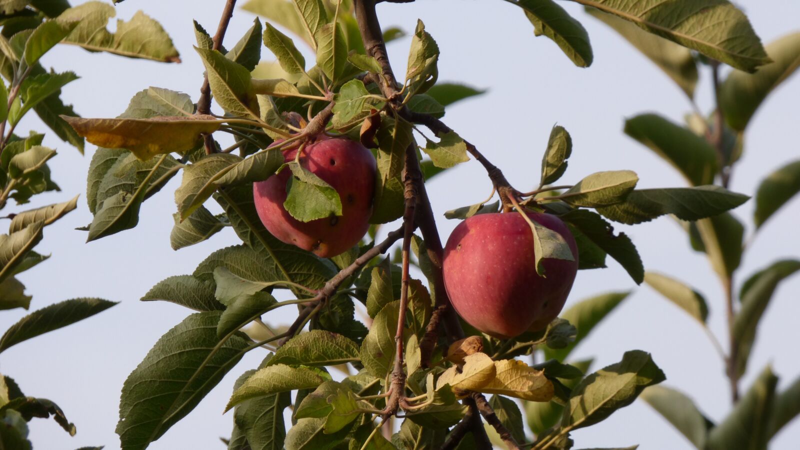 Panasonic DMC-FZ72 sample photo. Apples, tree, fruits photography
