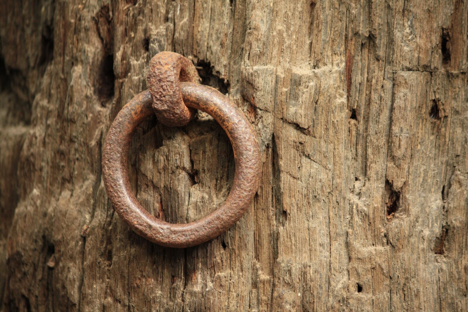 Canon EOS 450D (EOS Rebel XSi / EOS Kiss X2) sample photo. Wood, ring, farm photography