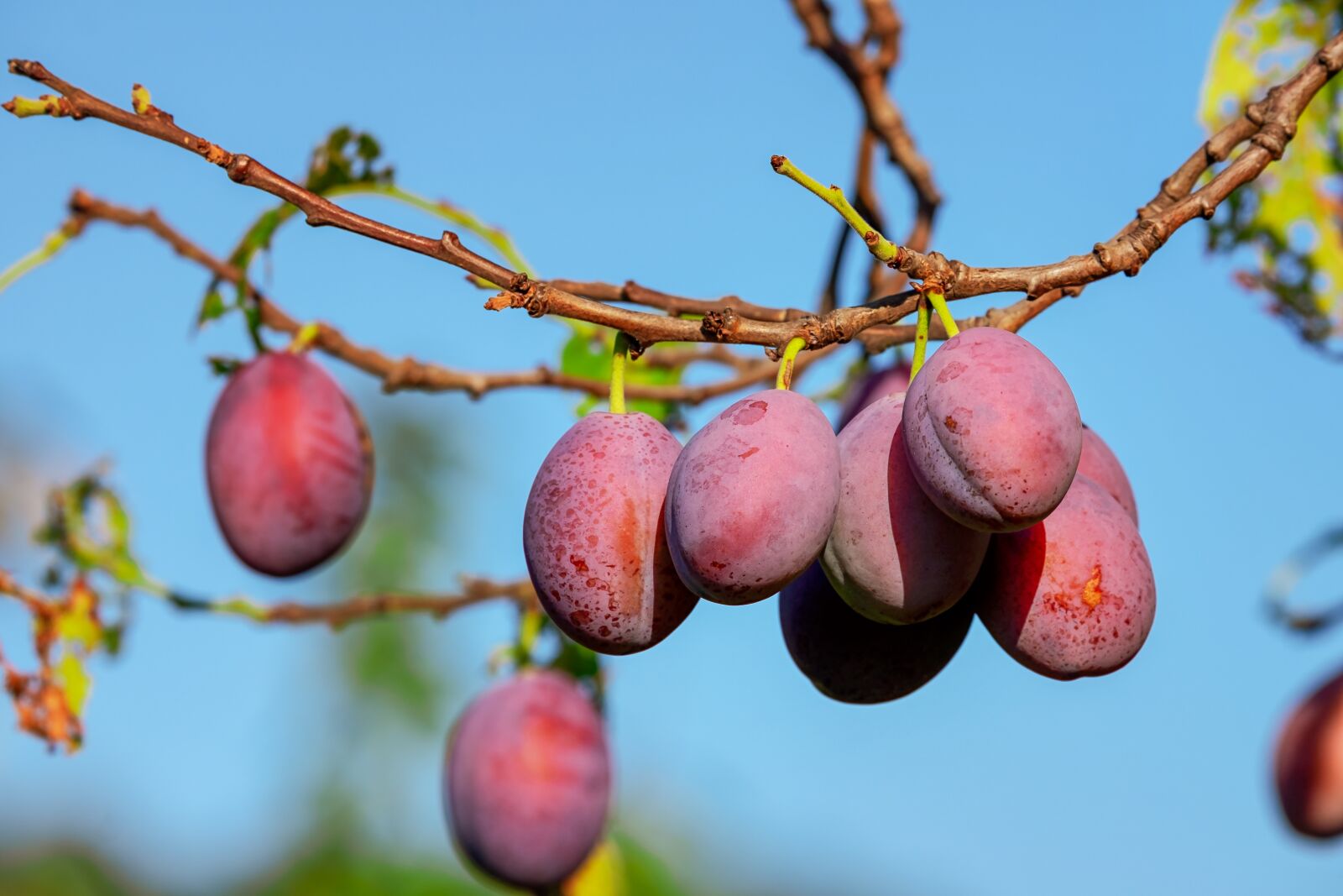 Fujifilm XF 55-200mm F3.5-4.8 R LM OIS sample photo. Plums, plum tree, fruit photography