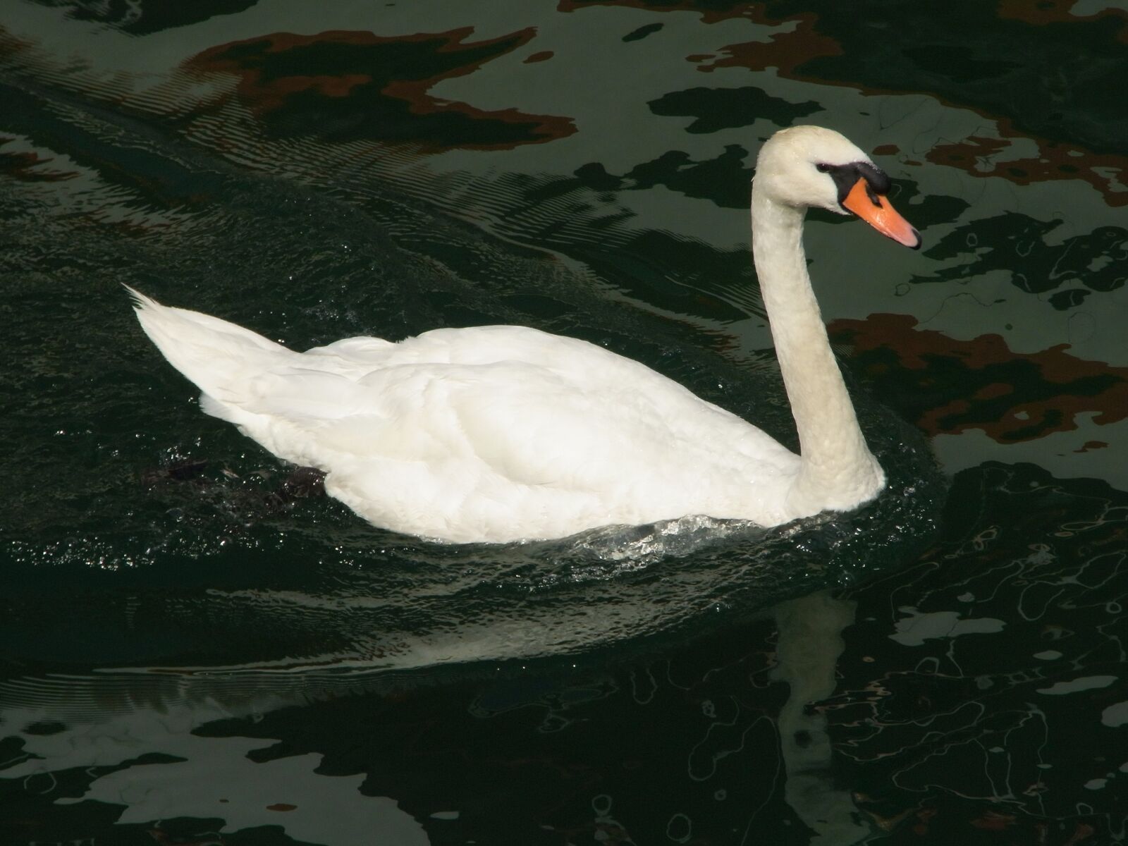 Ricoh CX1 sample photo. Swan, lucerne, switzerland photography