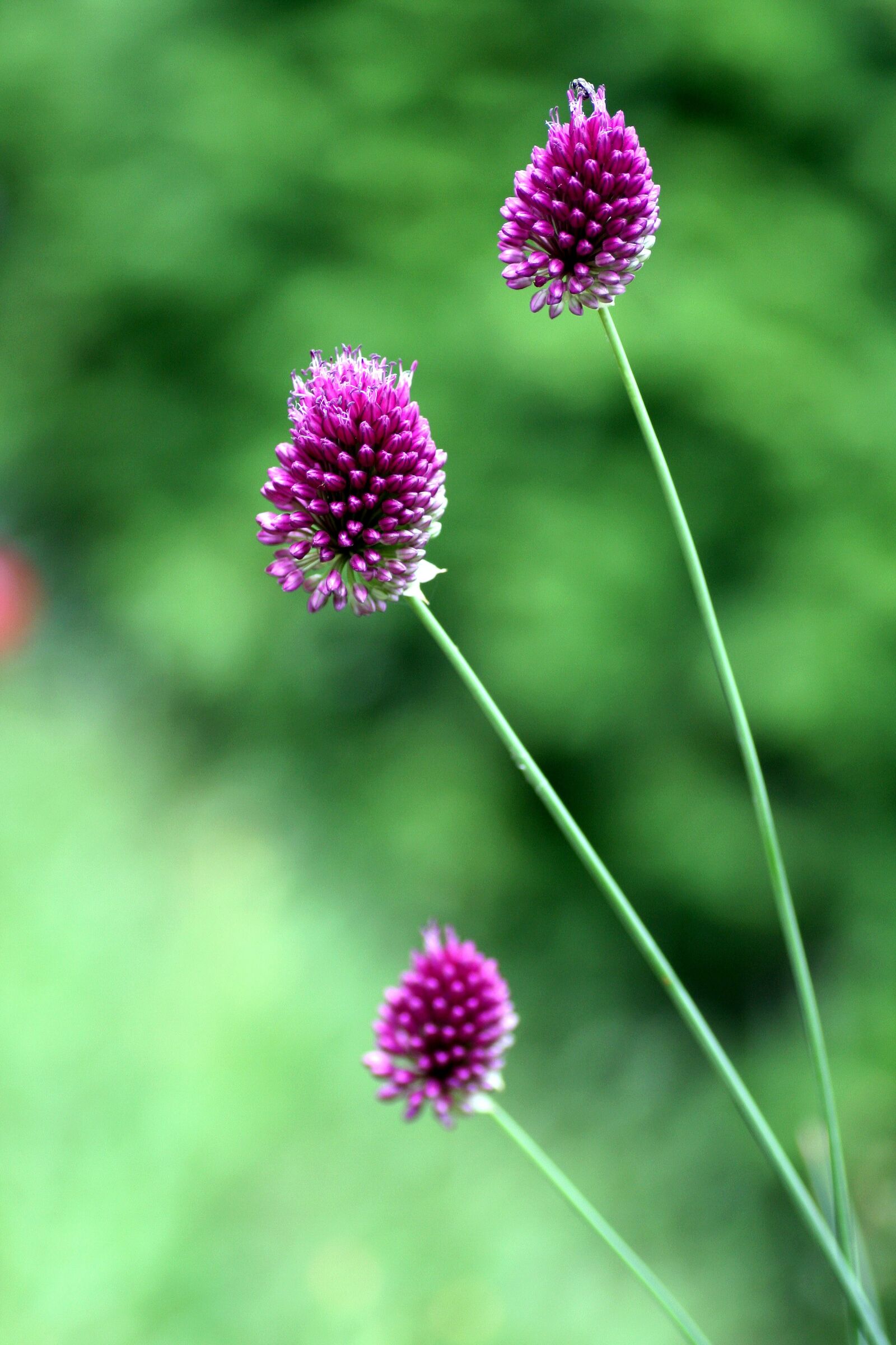 Canon EOS 350D (EOS Digital Rebel XT / EOS Kiss Digital N) sample photo. Flowers, garlic, stems photography