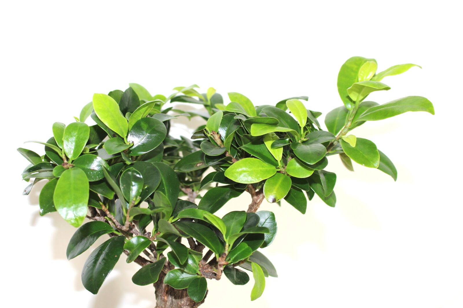Canon EOS 700D (EOS Rebel T5i / EOS Kiss X7i) sample photo. Leaf, plant, nature photography