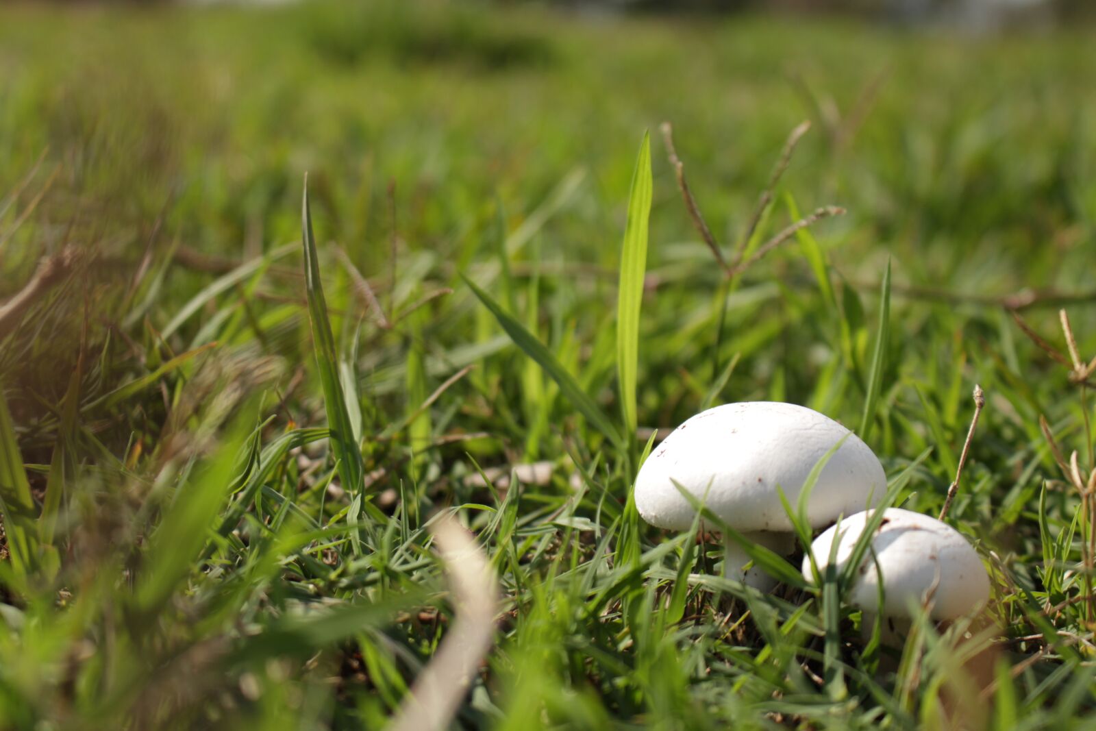 Canon EOS 700D (EOS Rebel T5i / EOS Kiss X7i) sample photo. Fungi, mushrooms, organic photography