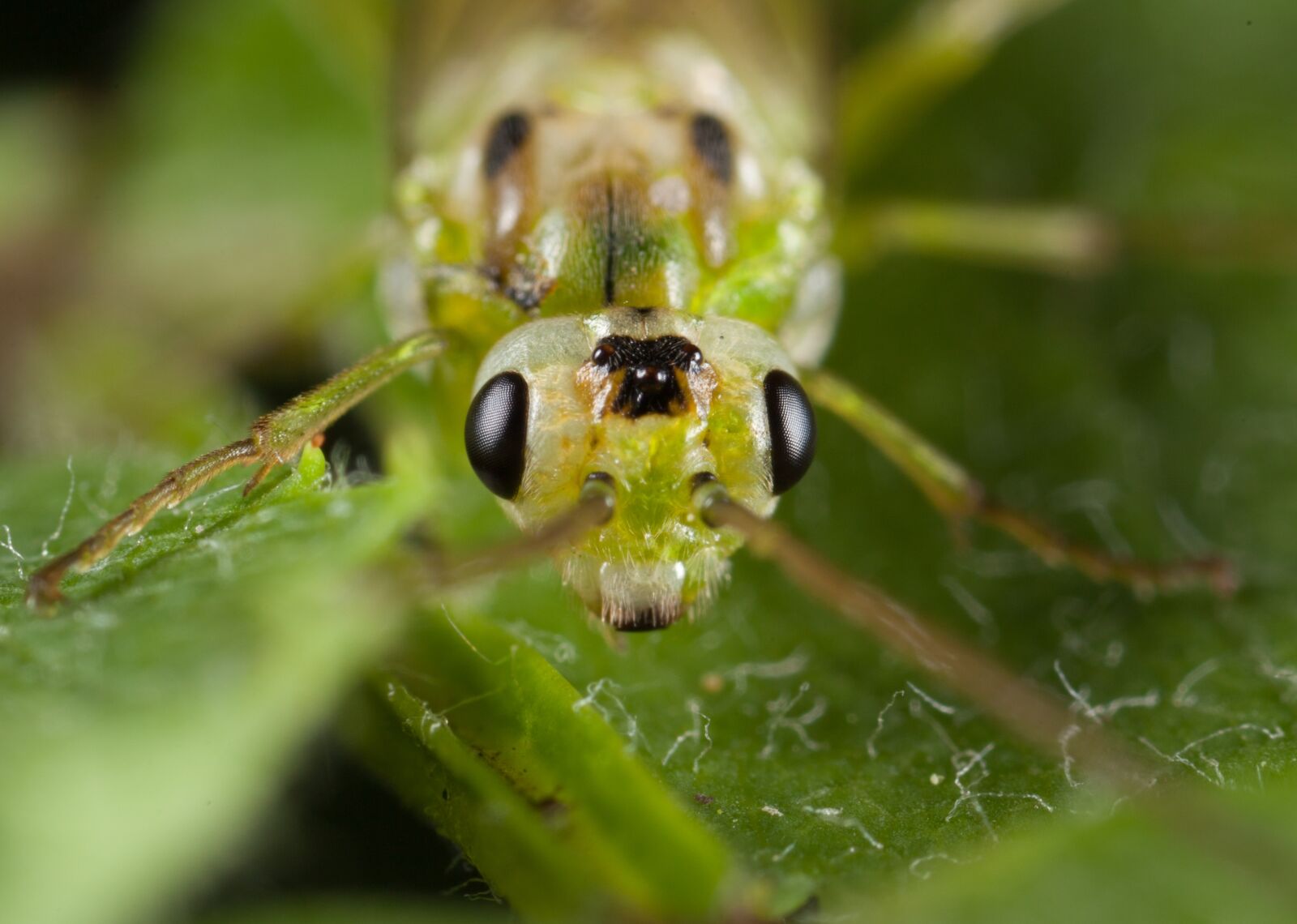 Canon MP-E 65mm F2.5 1-5x Macro Photo sample photo. Insect, nature, living nature photography
