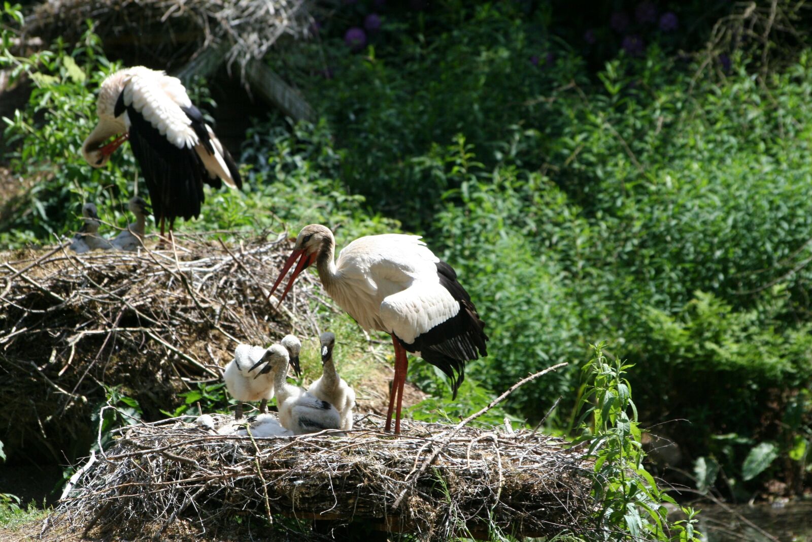 Canon EOS 350D (EOS Digital Rebel XT / EOS Kiss Digital N) sample photo. Stork, storchennest, rattle stork photography