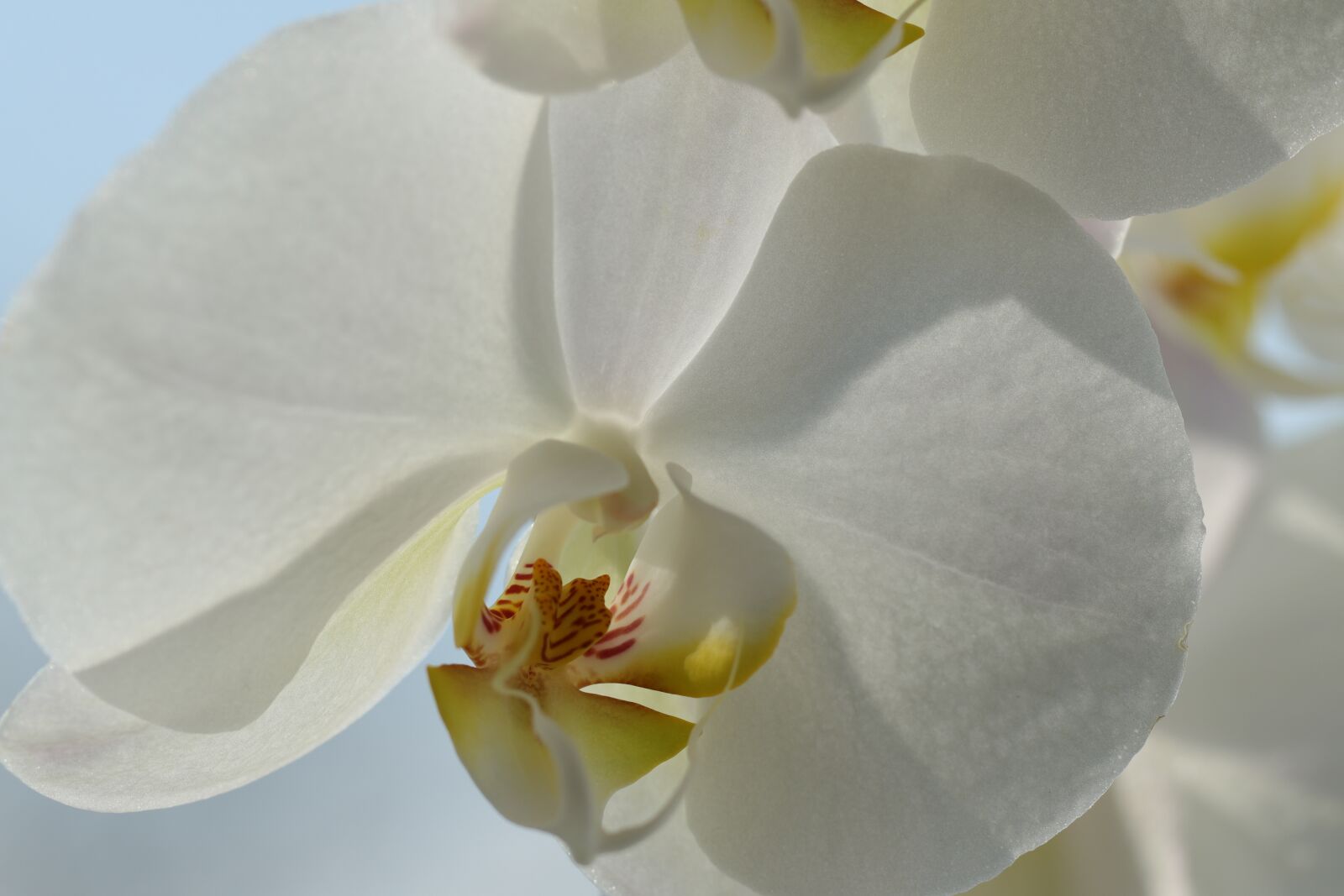 Canon EOS 80D sample photo. Orchid, phalaenopsis, tropical photography