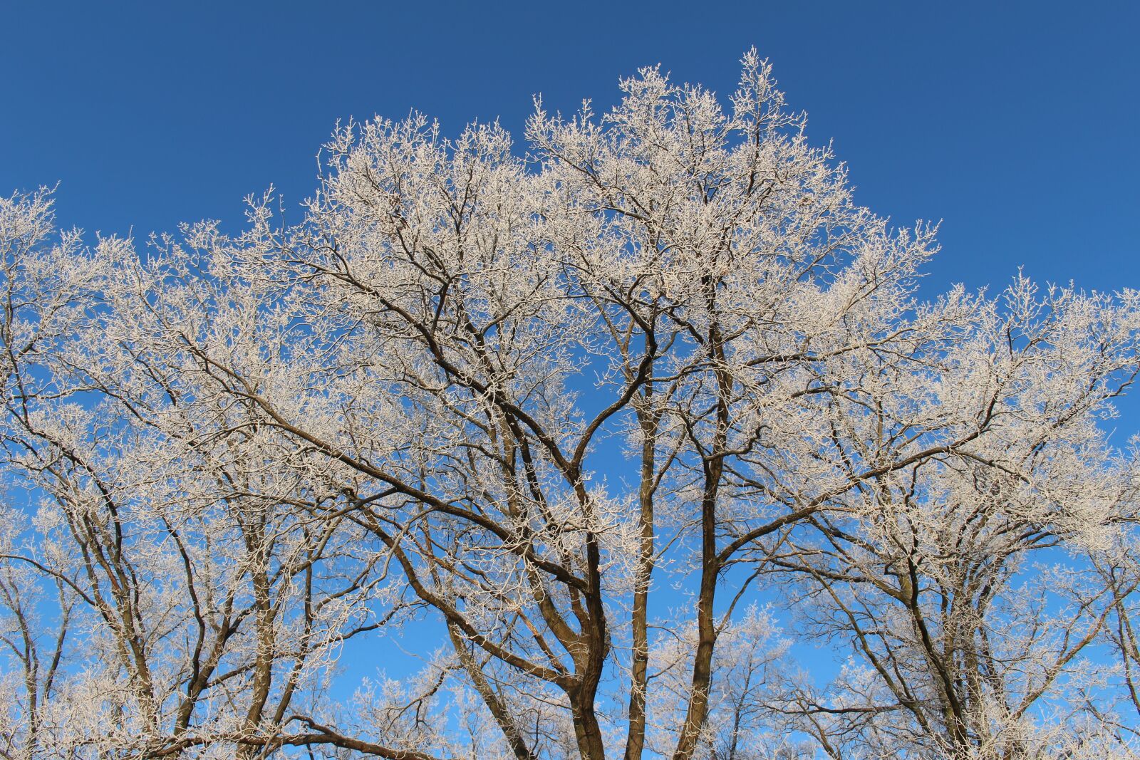 Canon EOS 100D (EOS Rebel SL1 / EOS Kiss X7) sample photo. Frost, forest, landscape photography