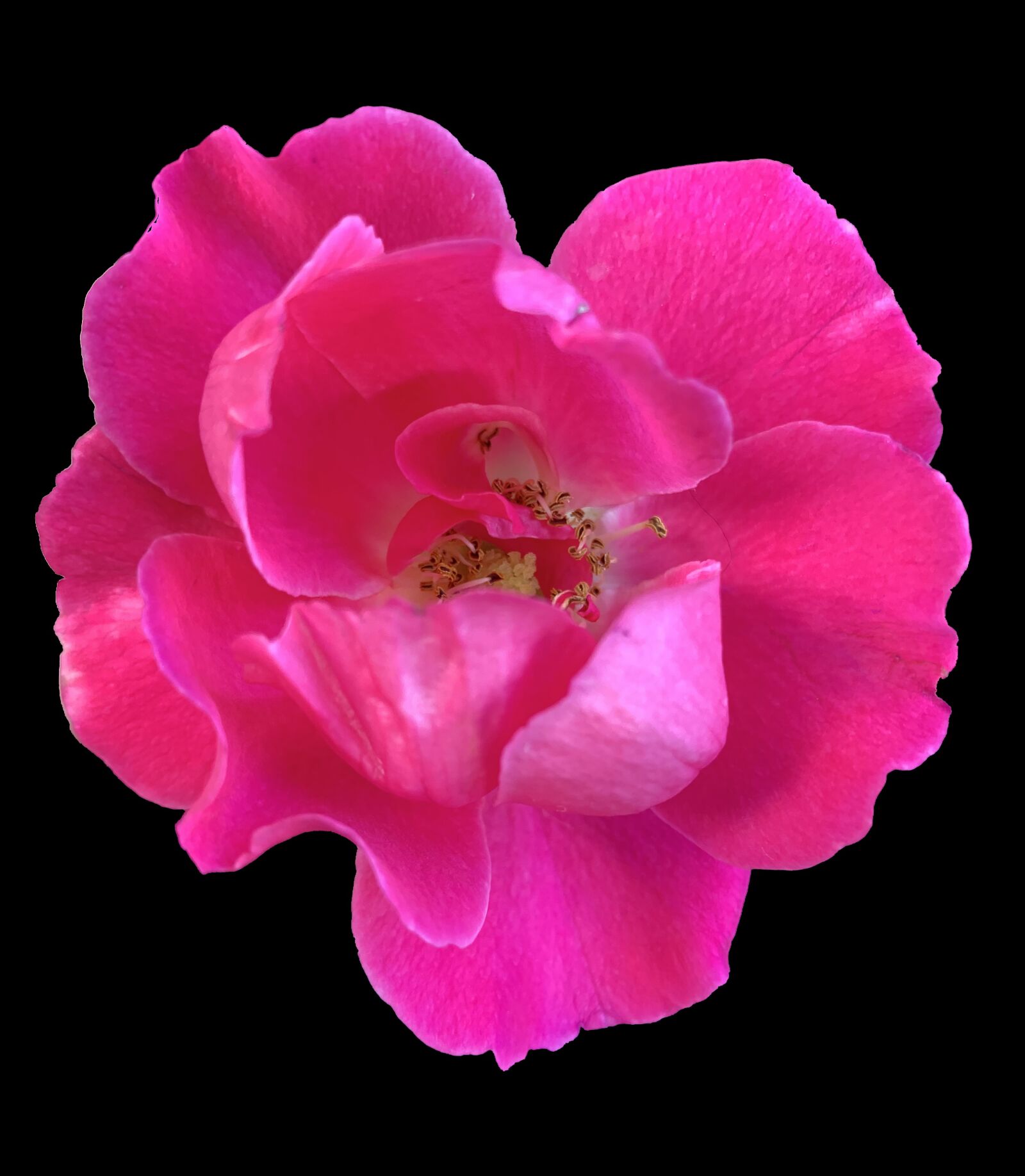 Apple iPhone XS sample photo. Rose, peony, pink photography