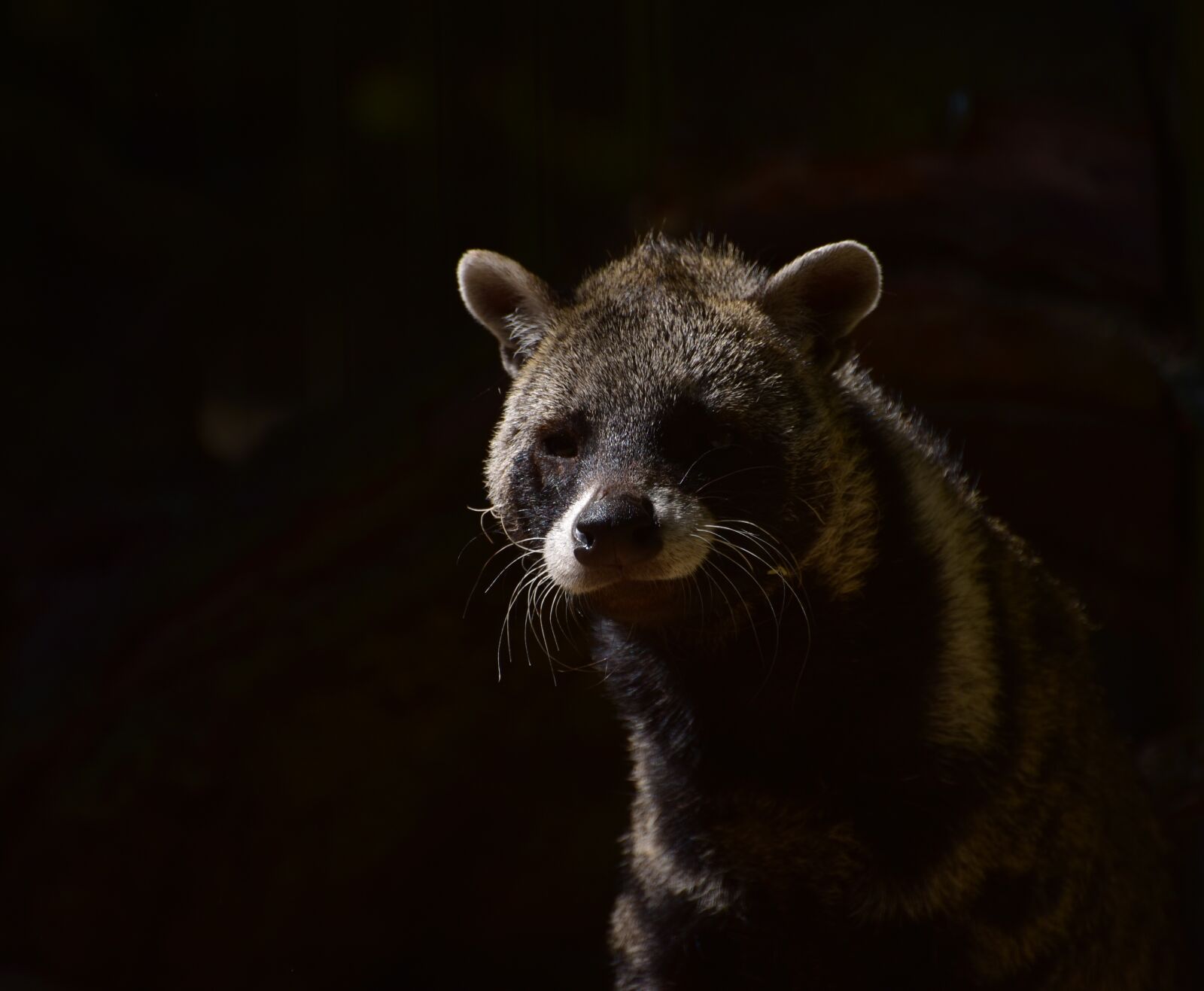 Nikon D5600 sample photo. Civets, predator, forest photography
