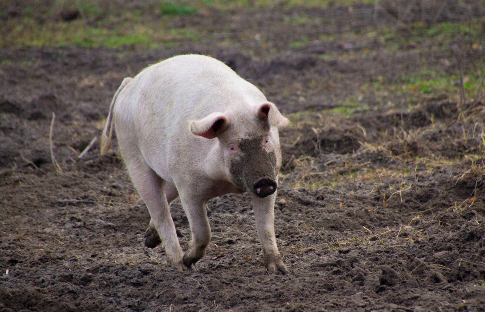 Canon EOS 1100D (EOS Rebel T3 / EOS Kiss X50) sample photo. Pig, farm, dirty photography