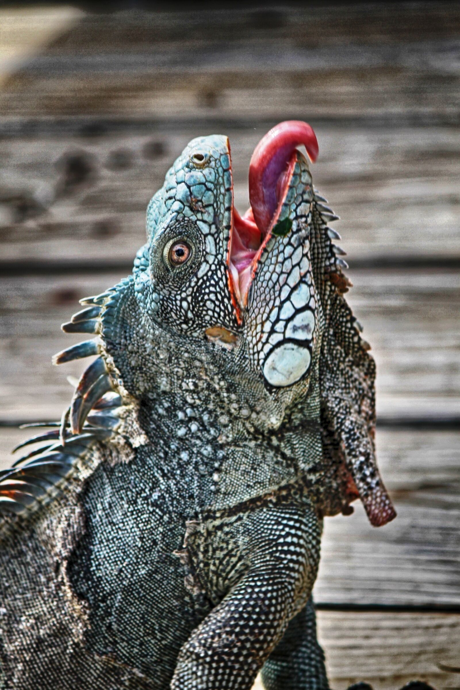 Canon EF-S 55-250mm F4-5.6 IS II sample photo. Iguana, curacao, animal photography