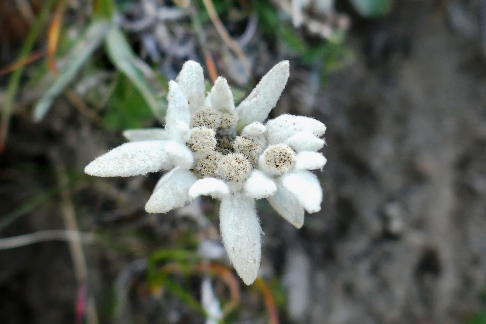 Panasonic DMC-TZ101 sample photo. Edelweiss, mountain flower, alpine photography