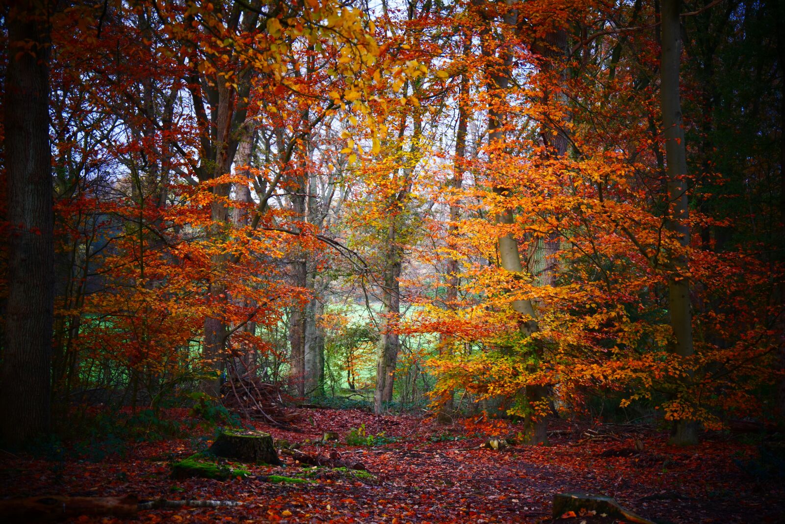 Panasonic Lumix DMC-G85 (Lumix DMC-G80) sample photo. Autumn, forest, trees photography