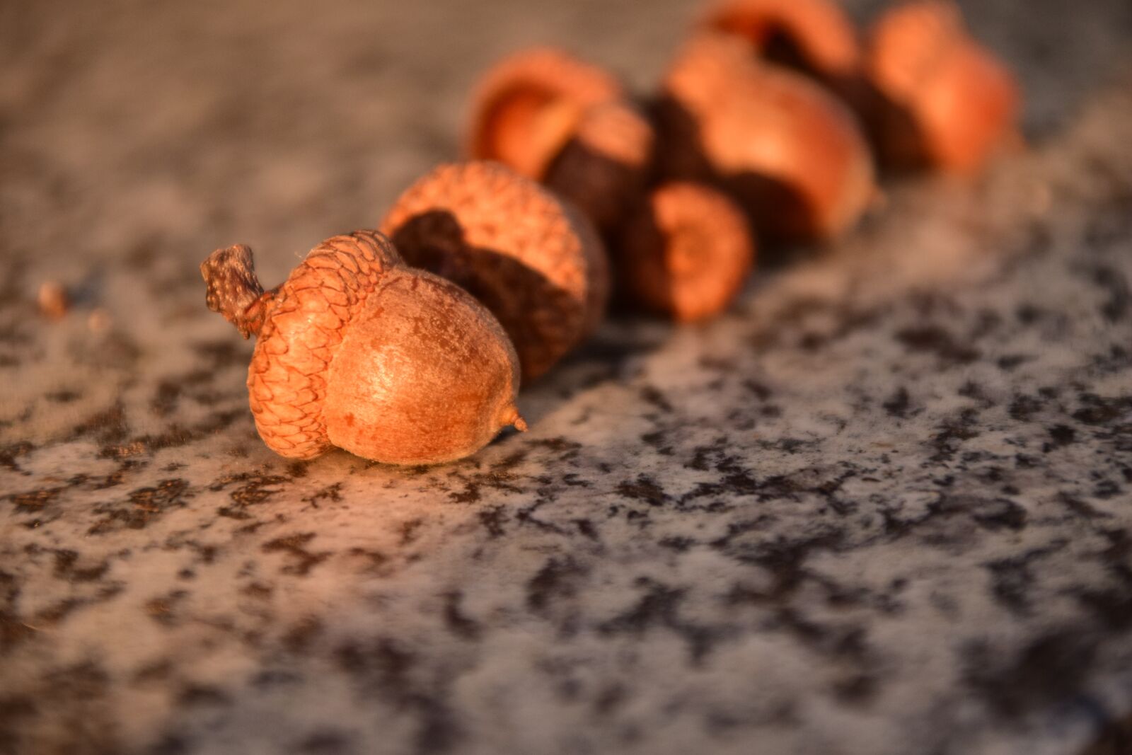 Nikon D3300 sample photo. Acorns, close up, beautiful photography