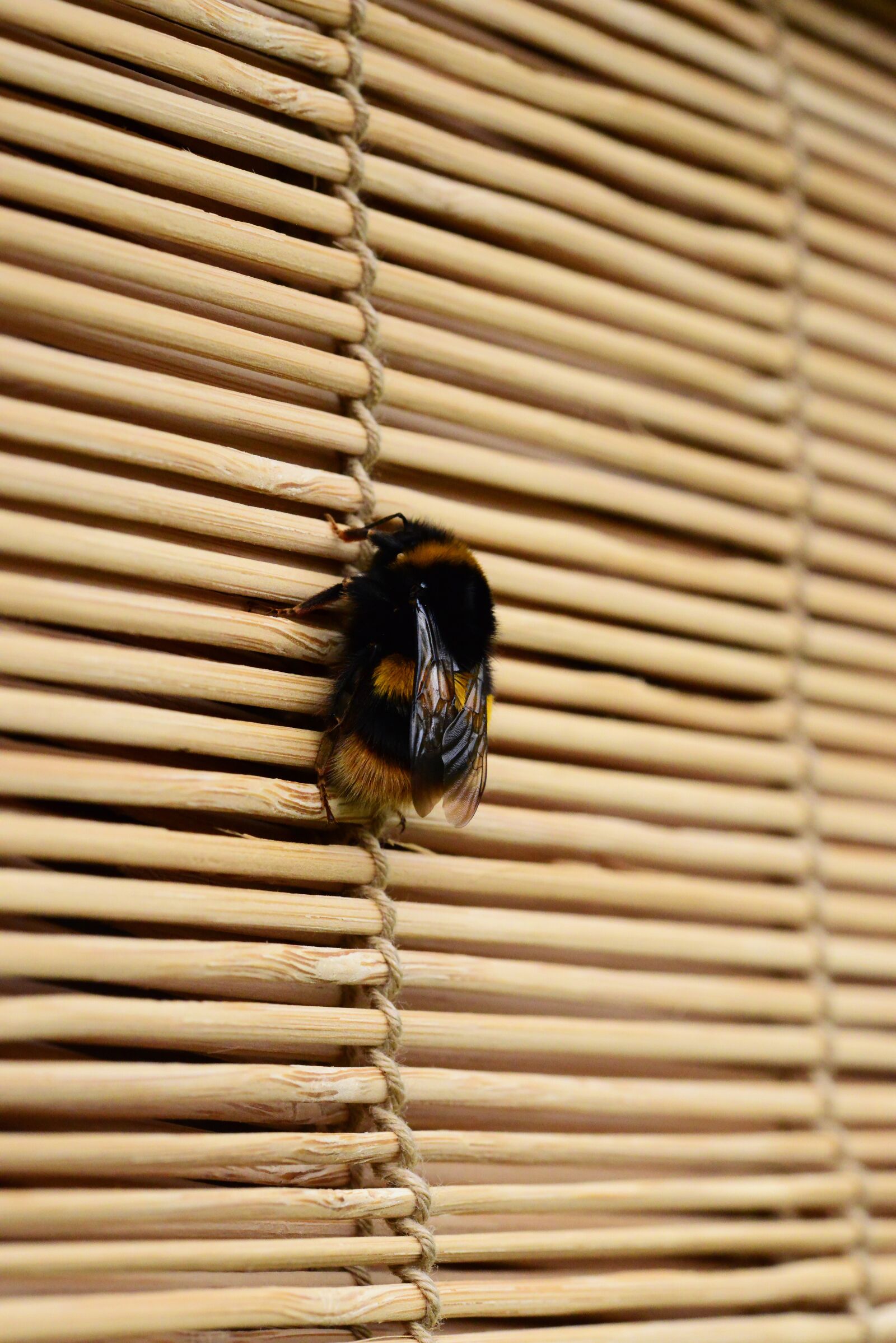 Nikon D800 sample photo. Bumblebee, pollinator, bee photography
