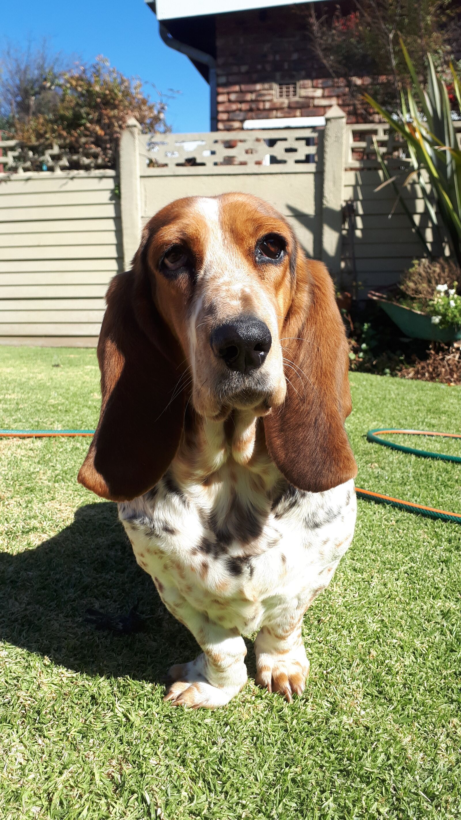 Samsung Galaxy A5(2017) sample photo. Basset, dog, puppy photography