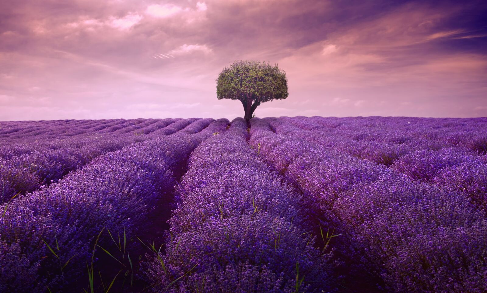 Nikon D5300 sample photo. Tree, lavender, lonely photography