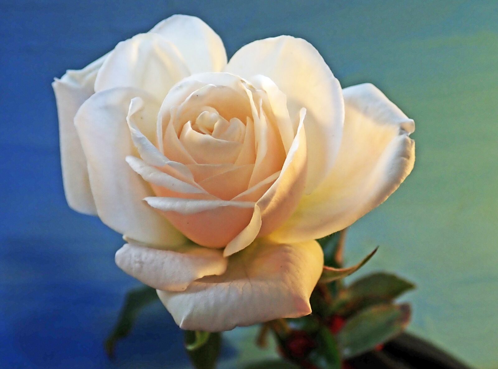 Olympus TG-5 sample photo. Flower, white, rose photography