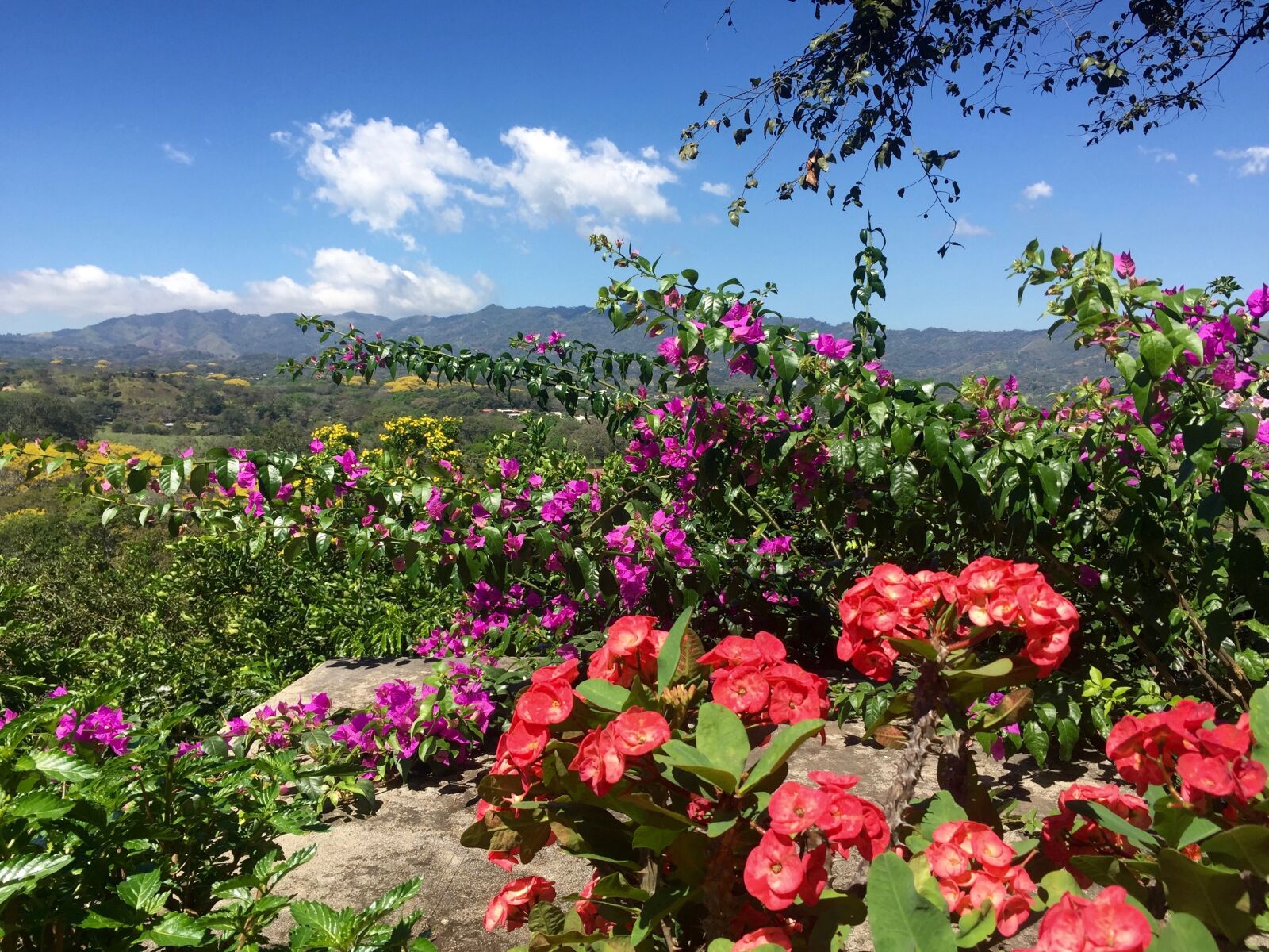 Apple iPhone 6 sample photo. Landscape, flowers, sky photography