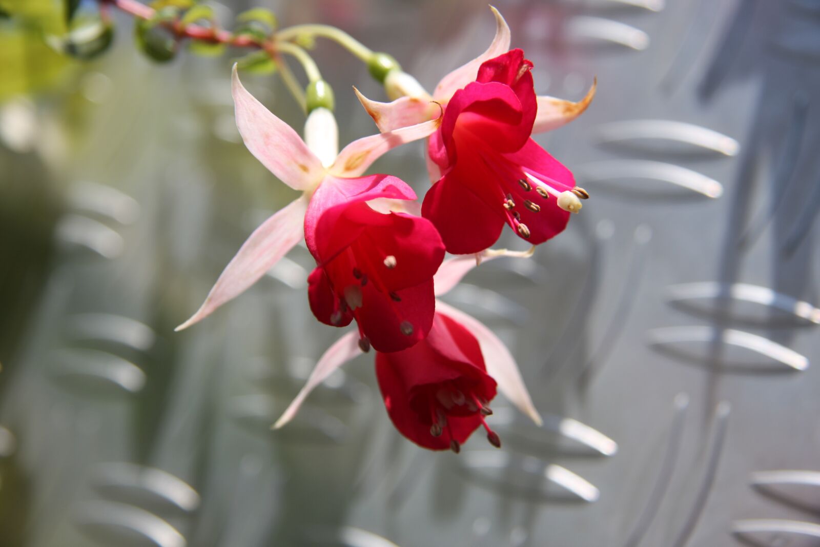 Canon EOS 40D sample photo. Blossom, bloom, plant photography