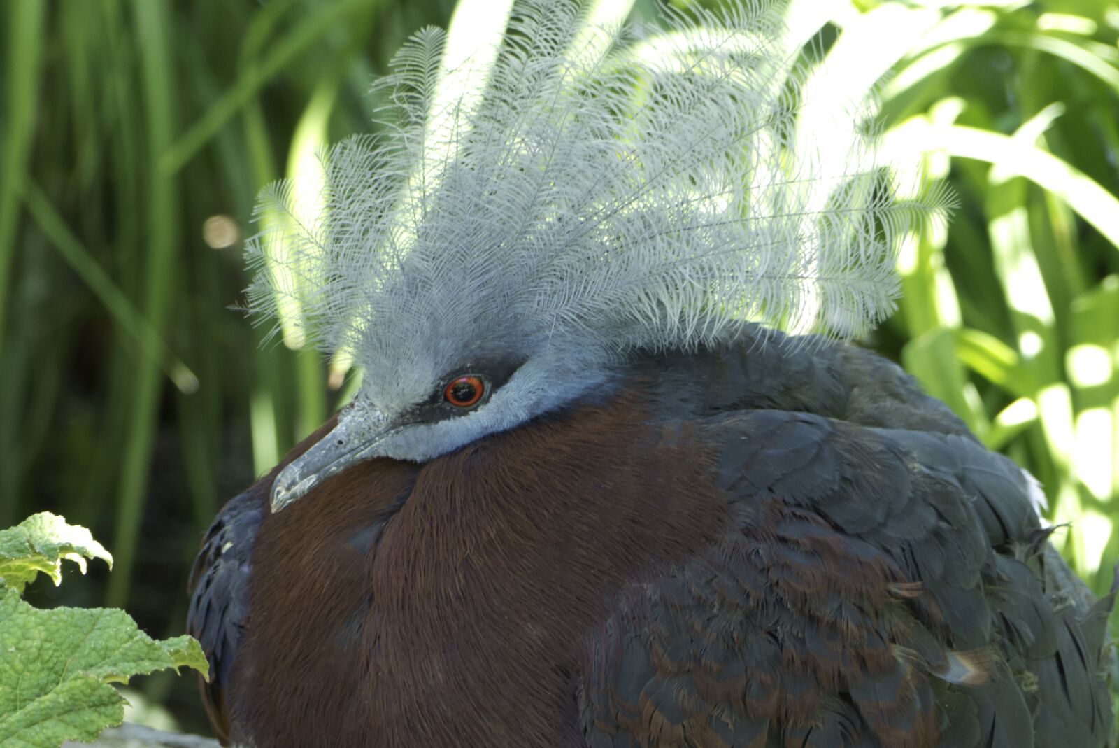 Panasonic Lumix DMC-FZ200 sample photo. Birds, colored feathers, nature photography