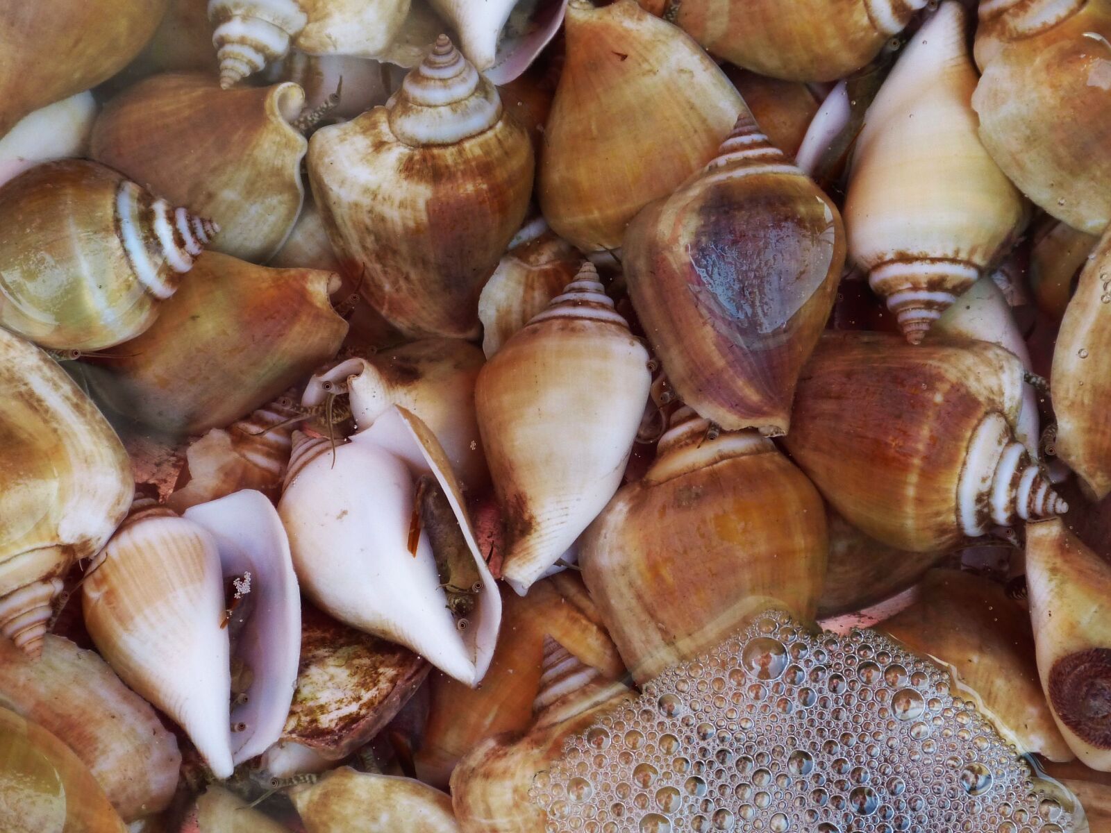 Panasonic Lumix DMC-FZ150 sample photo. Snail, shell, seafood photography