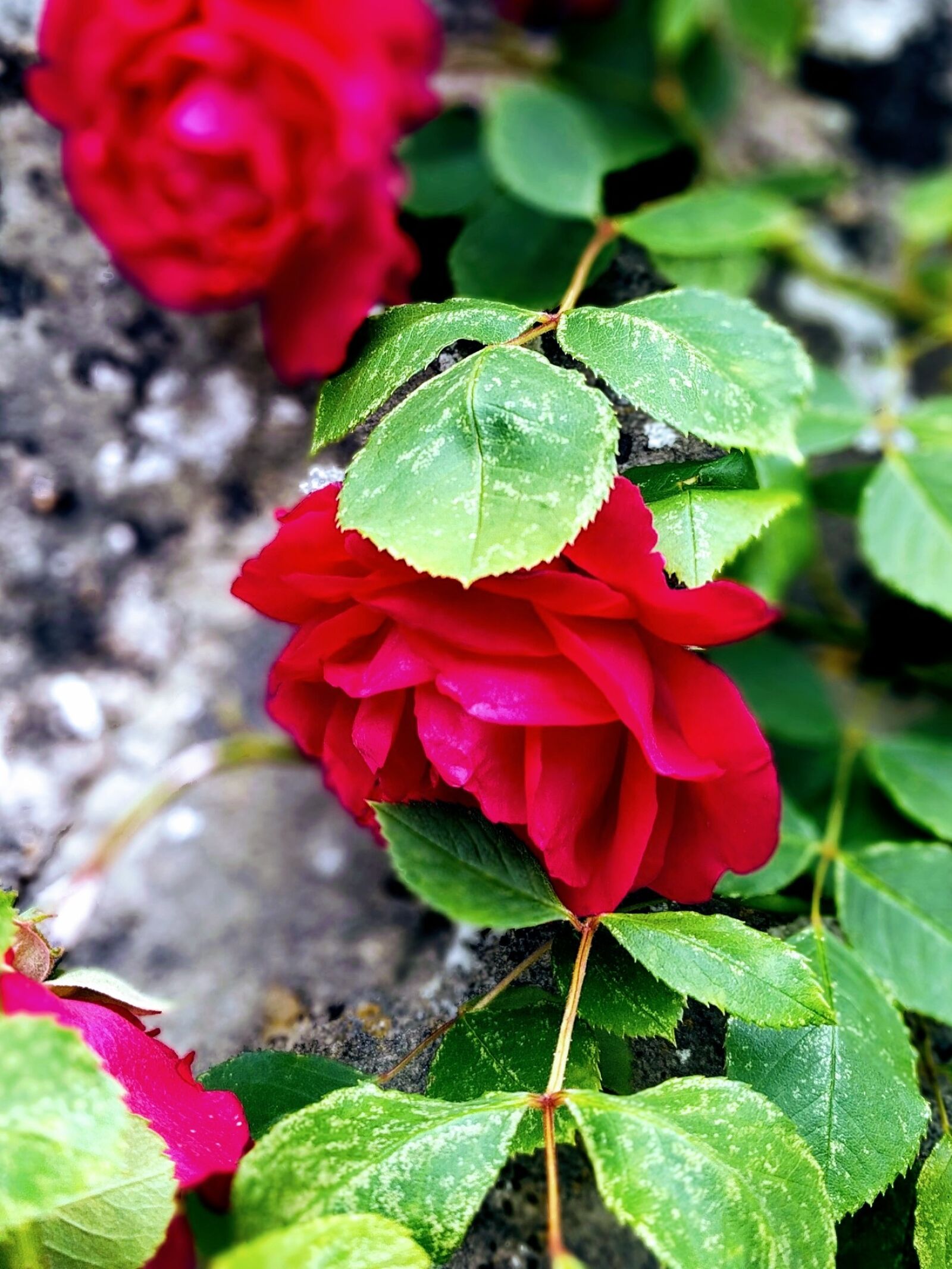 LG Nexus 5X sample photo. Flower, rose, wall photography