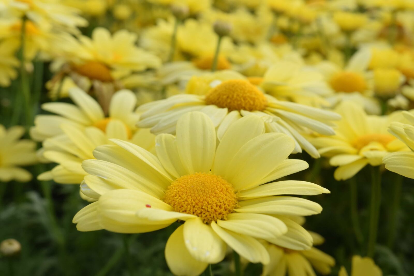 Nikon D3300 sample photo. Summer, flora, nature, flower photography