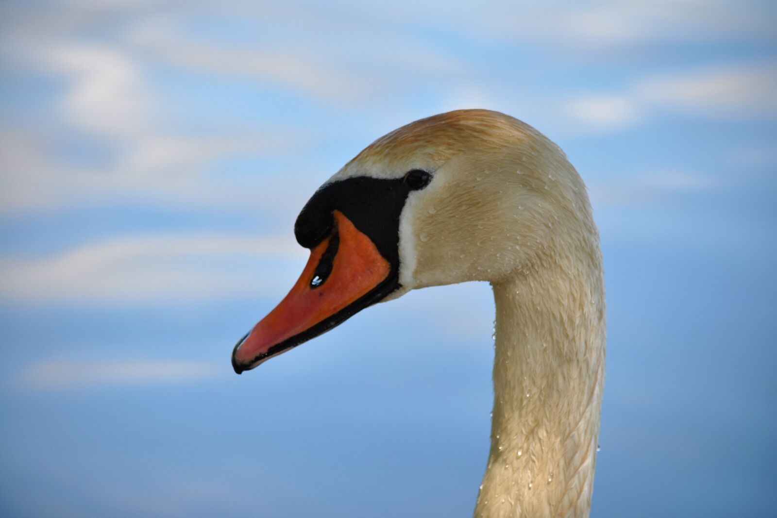 Nikon D90 sample photo. Mute swan, cygnus olor photography