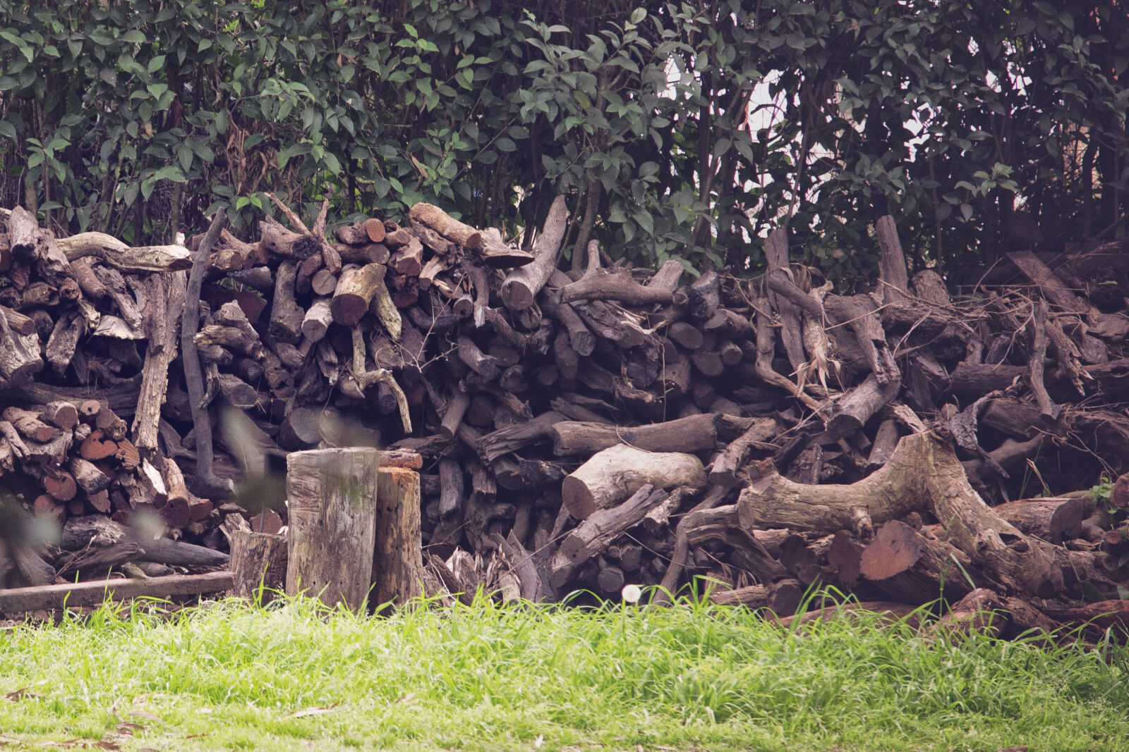 Nikon D3100 sample photo. Woods photography