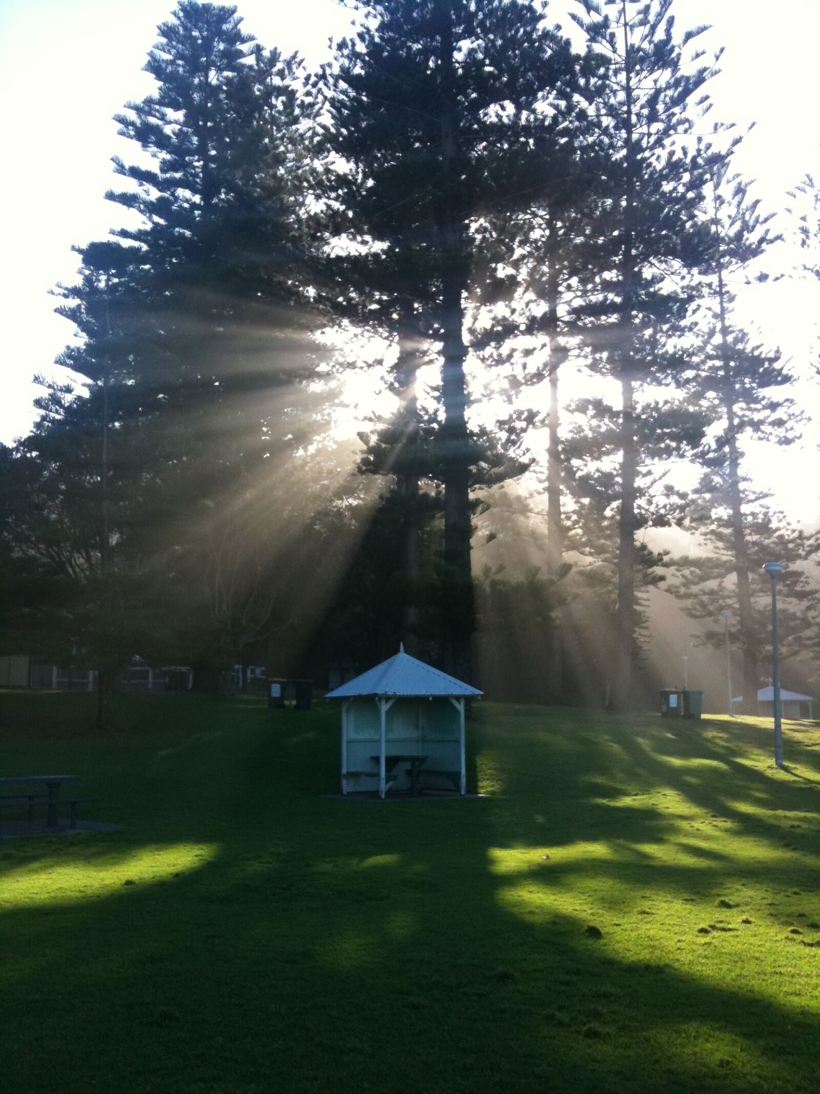 Apple iPhone 3GS sample photo. Park, sunlight, through, trees photography