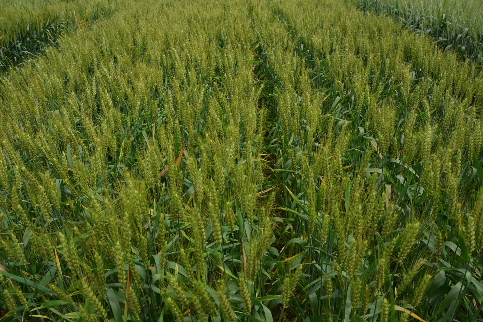 Nikon D5200 sample photo. In wheat field, green photography