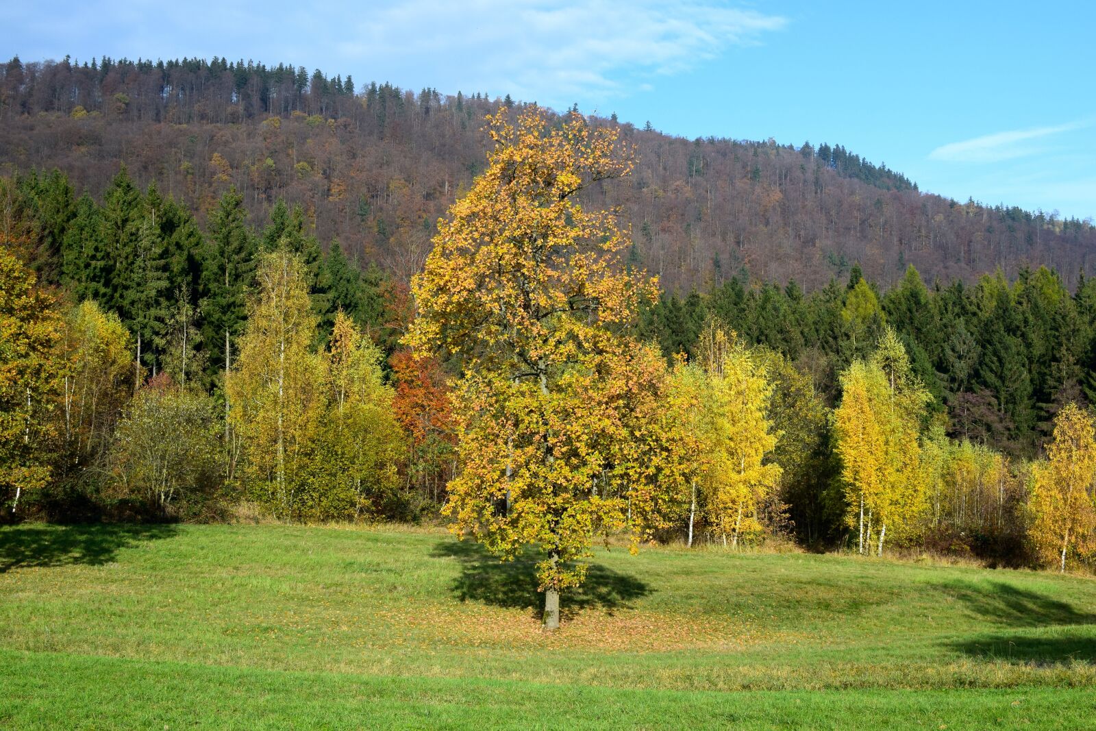 Nikon D5300 sample photo. Landscape, autumn, tree photography