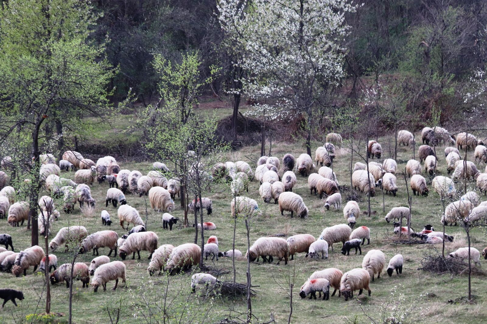 Canon EF 28-135mm F3.5-5.6 IS USM sample photo. Sheepfold, berger, occupation photography