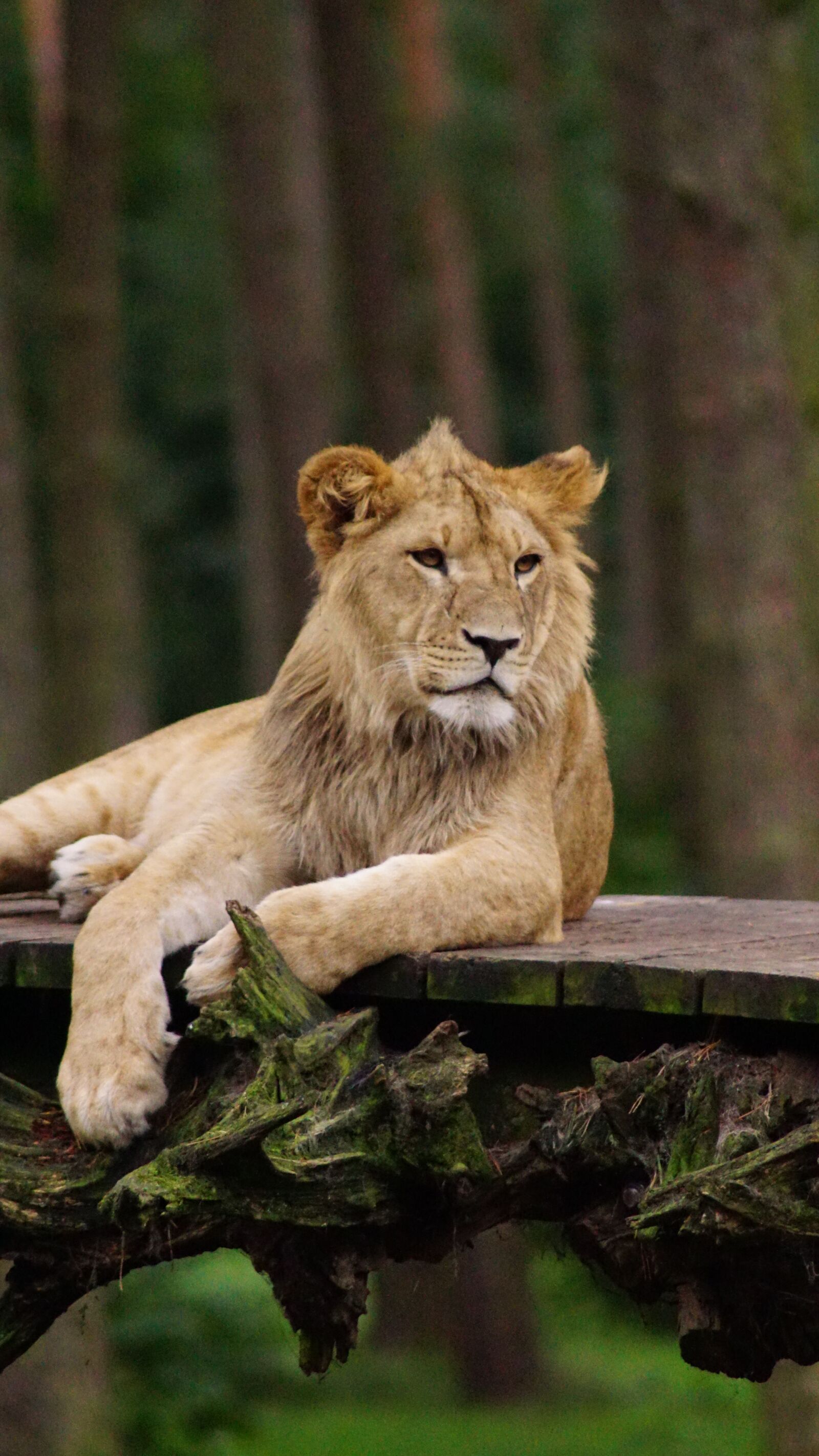 Sony ILCA-77M2 sample photo. Lion, mammal, cat photography